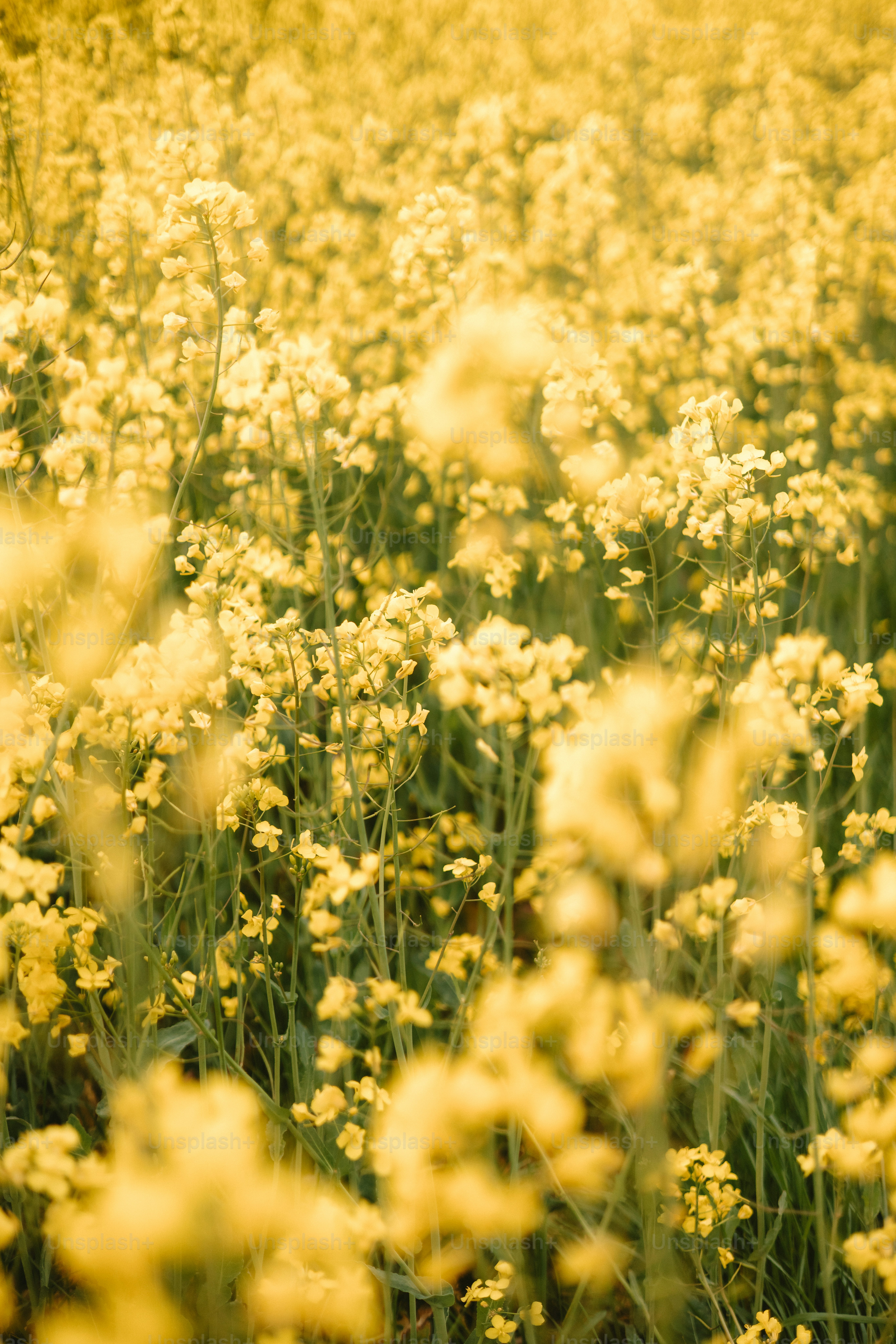 Las flores amarillas florecen en un campo vibrante