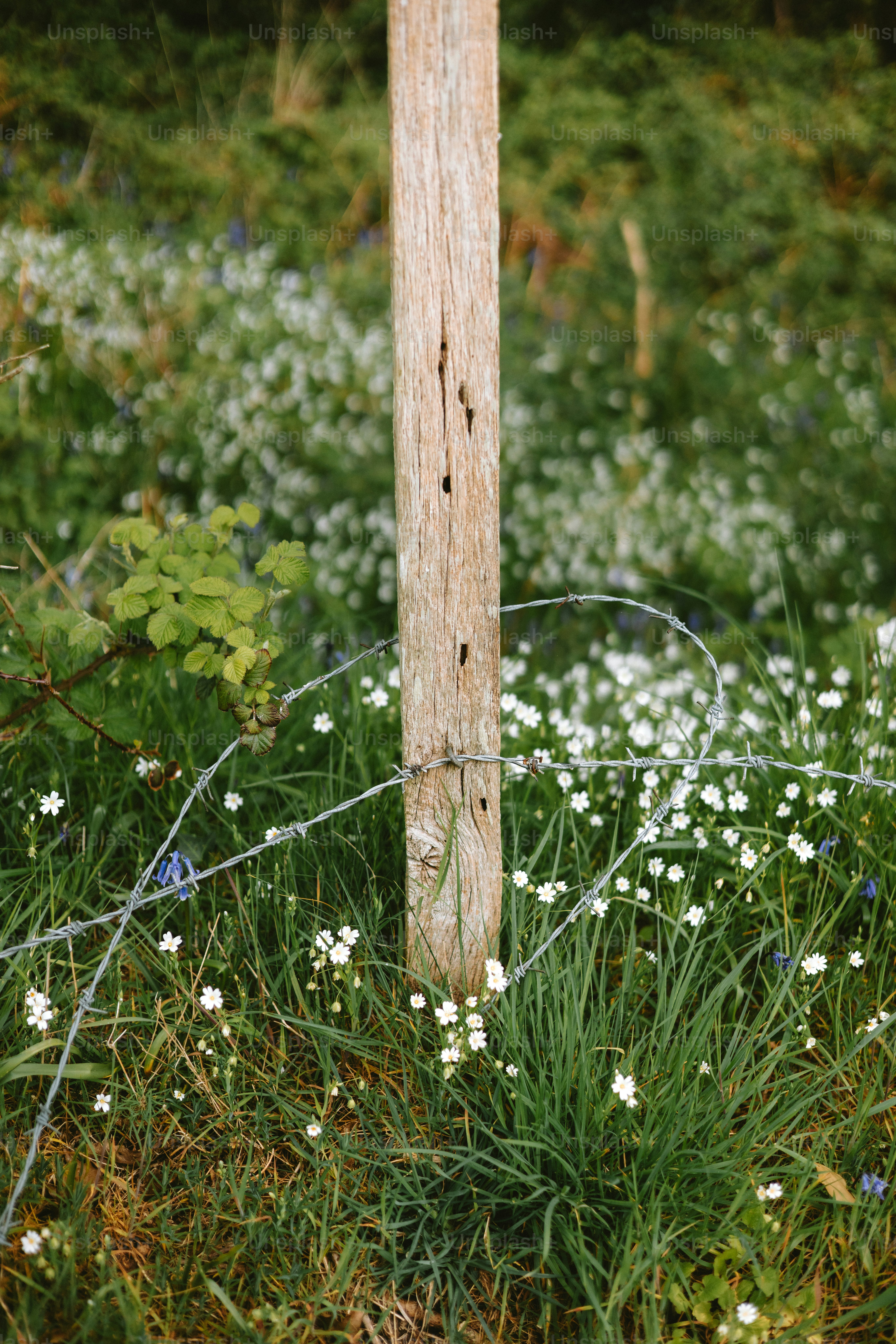 Wooden post and barbed wire in a field of flowers