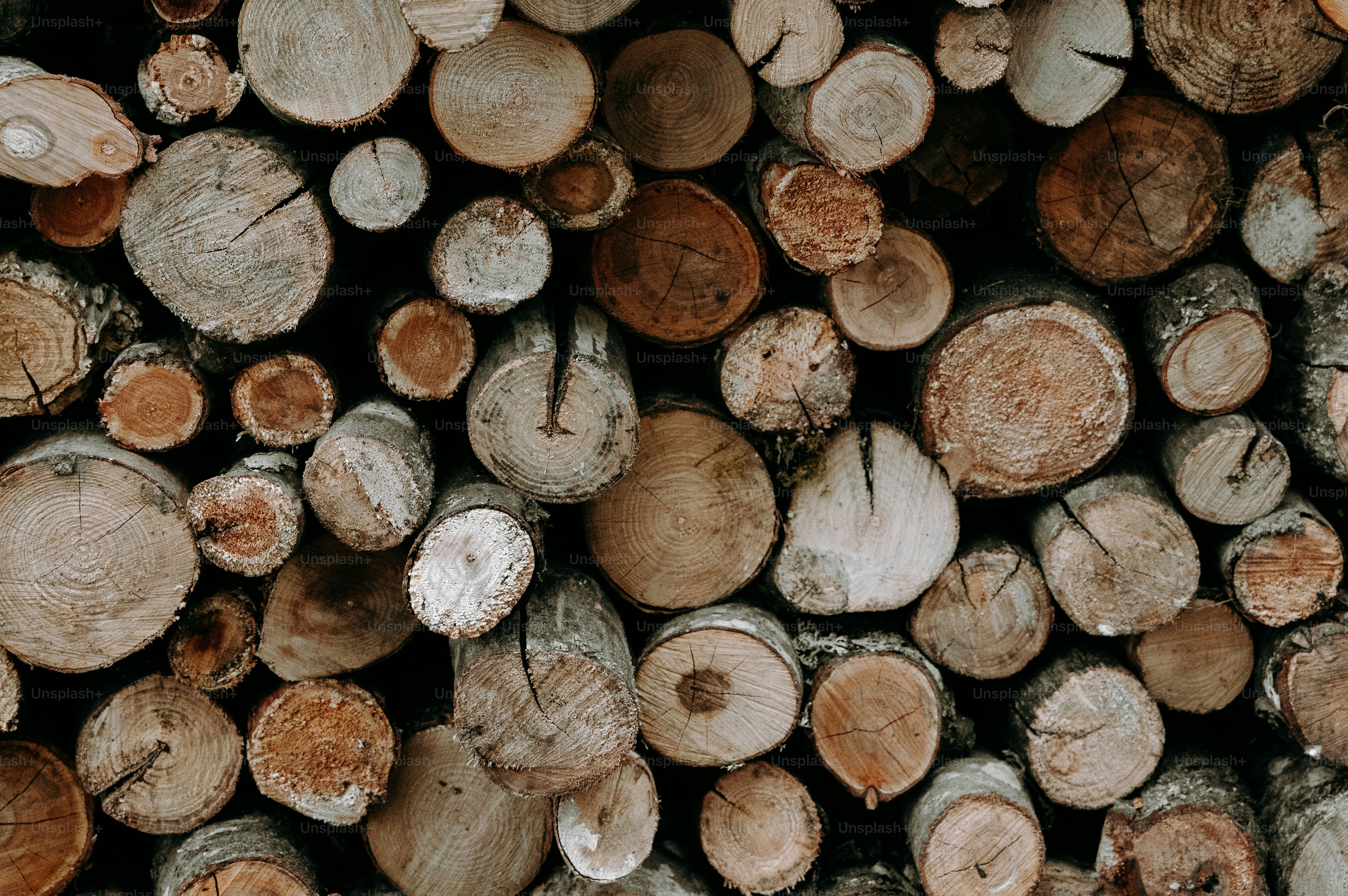 Los troncos se apilan cuidadosamente para leña.