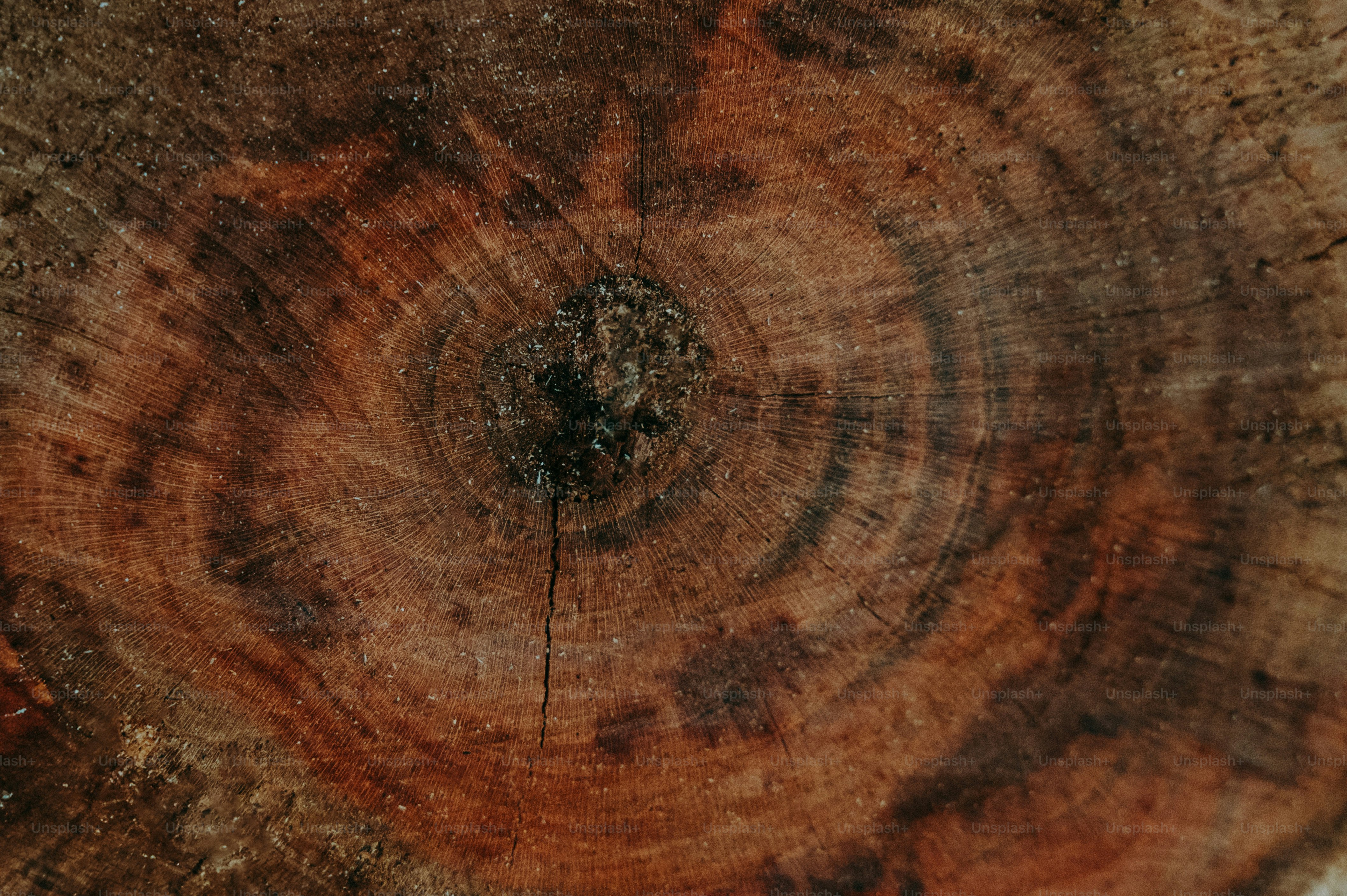 A close-up view of wood's grain.