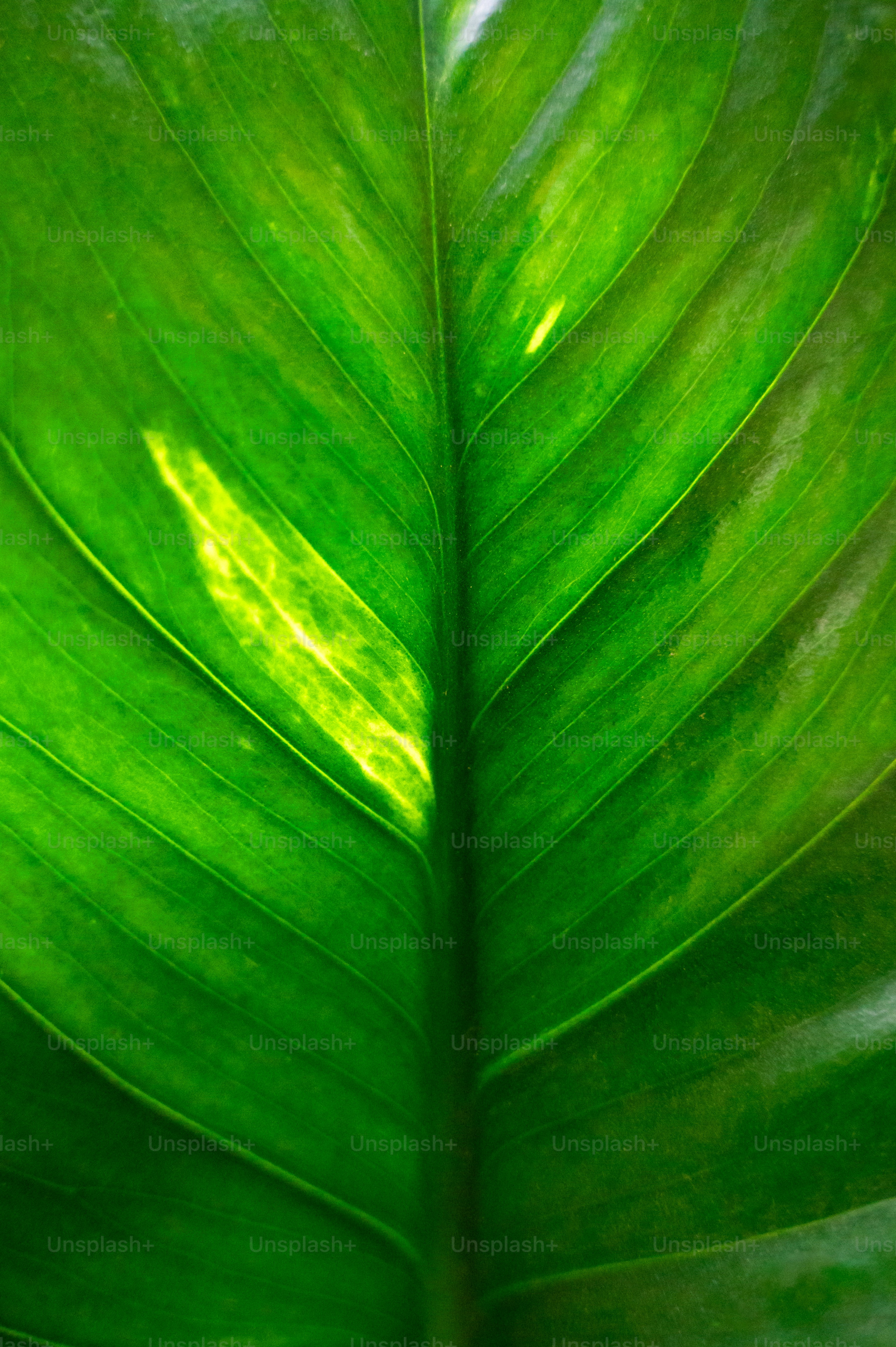 Cozy plant corner at home