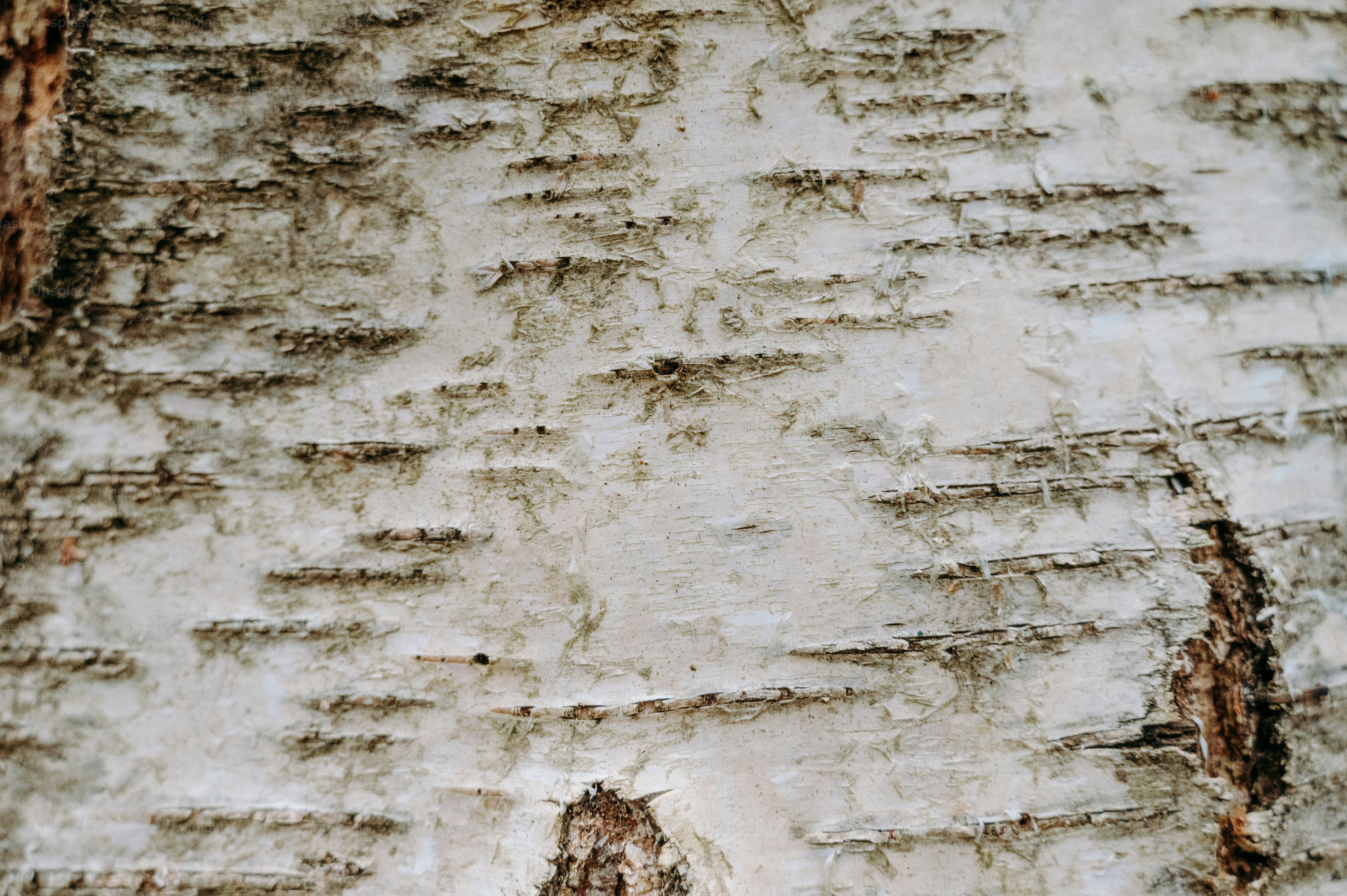 Sasuke Sitting On Tree Wallpaper Pictures | Download Free Images on ...