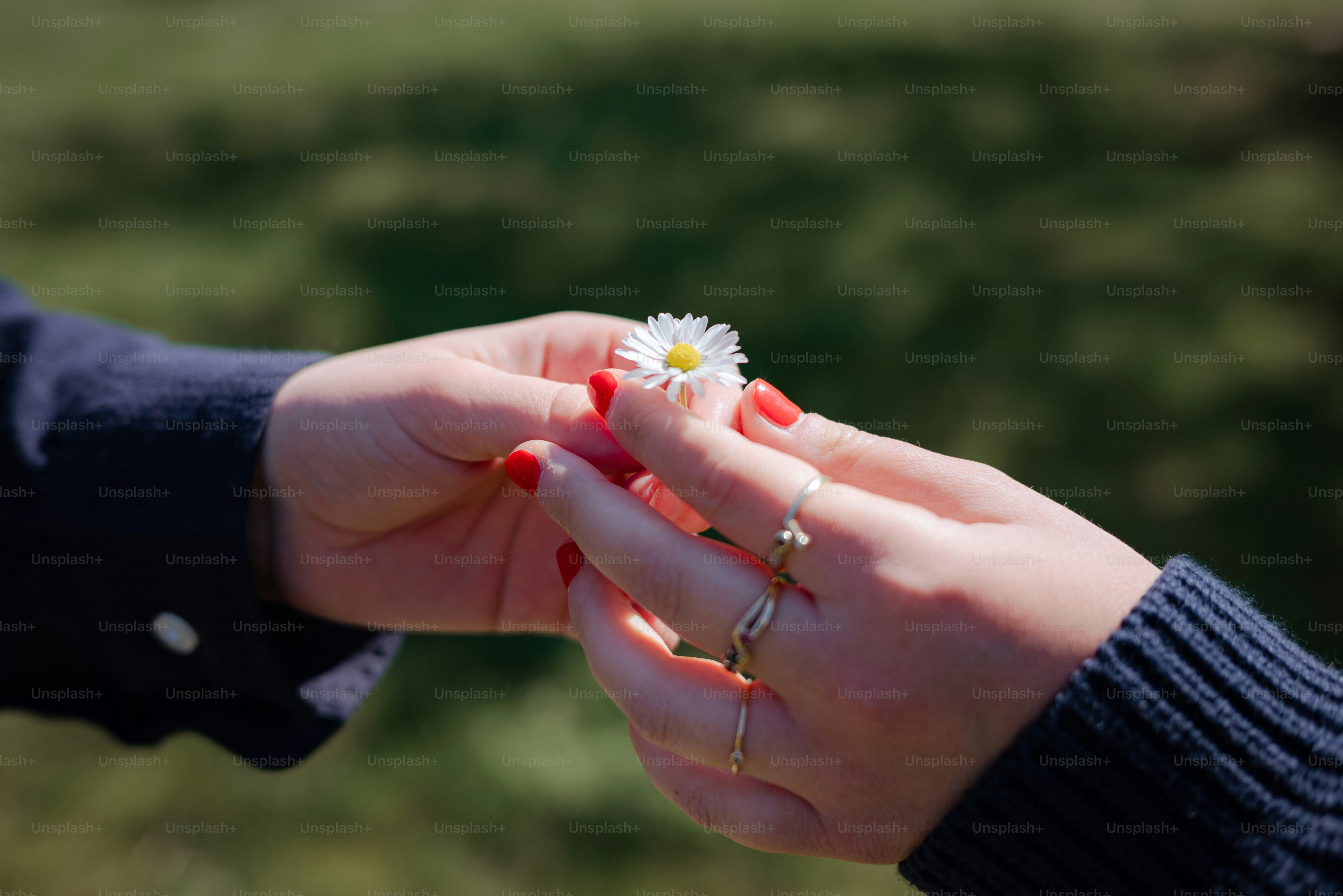 A daisy is held gently in two hands.