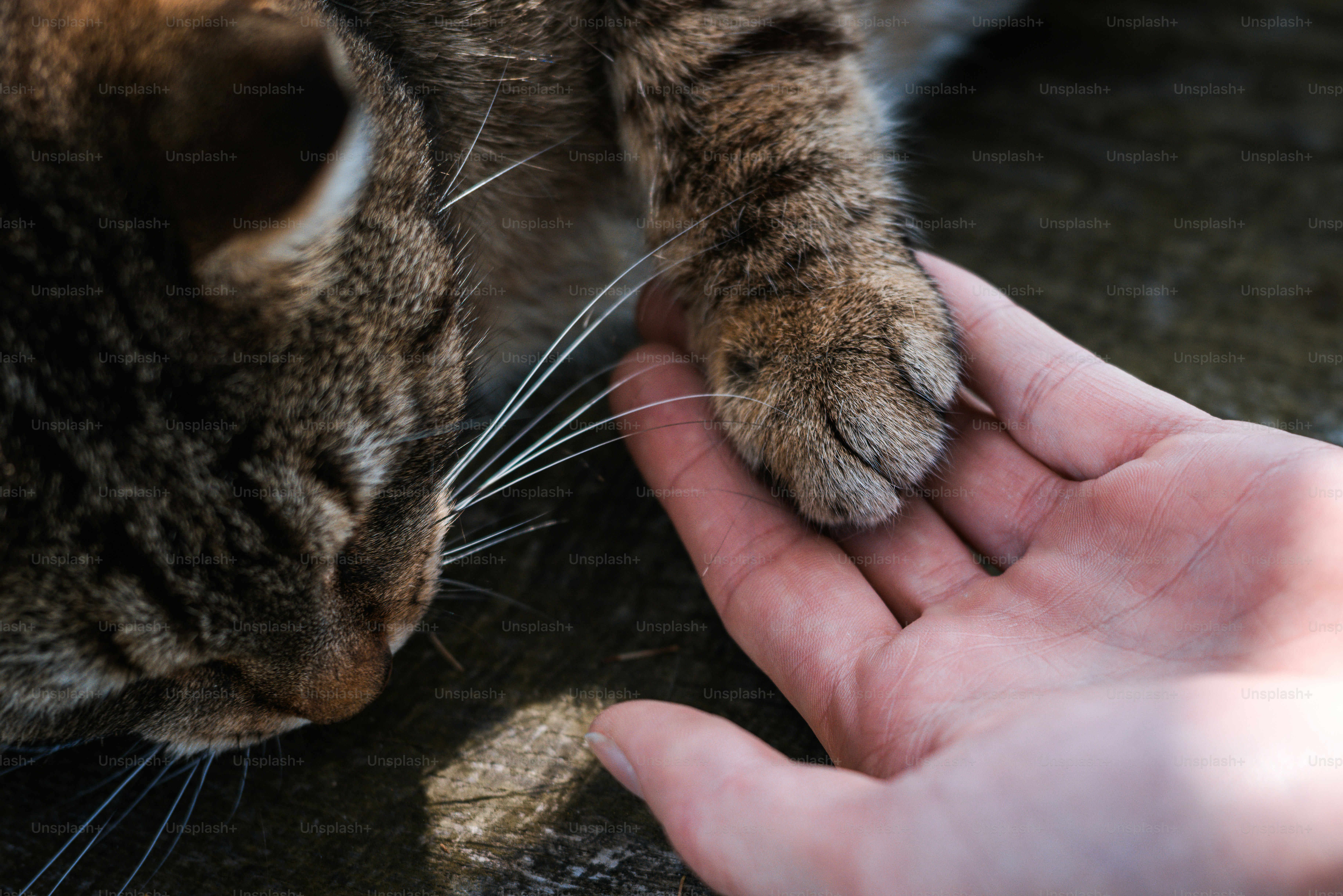 A cat gently touches a human hand.