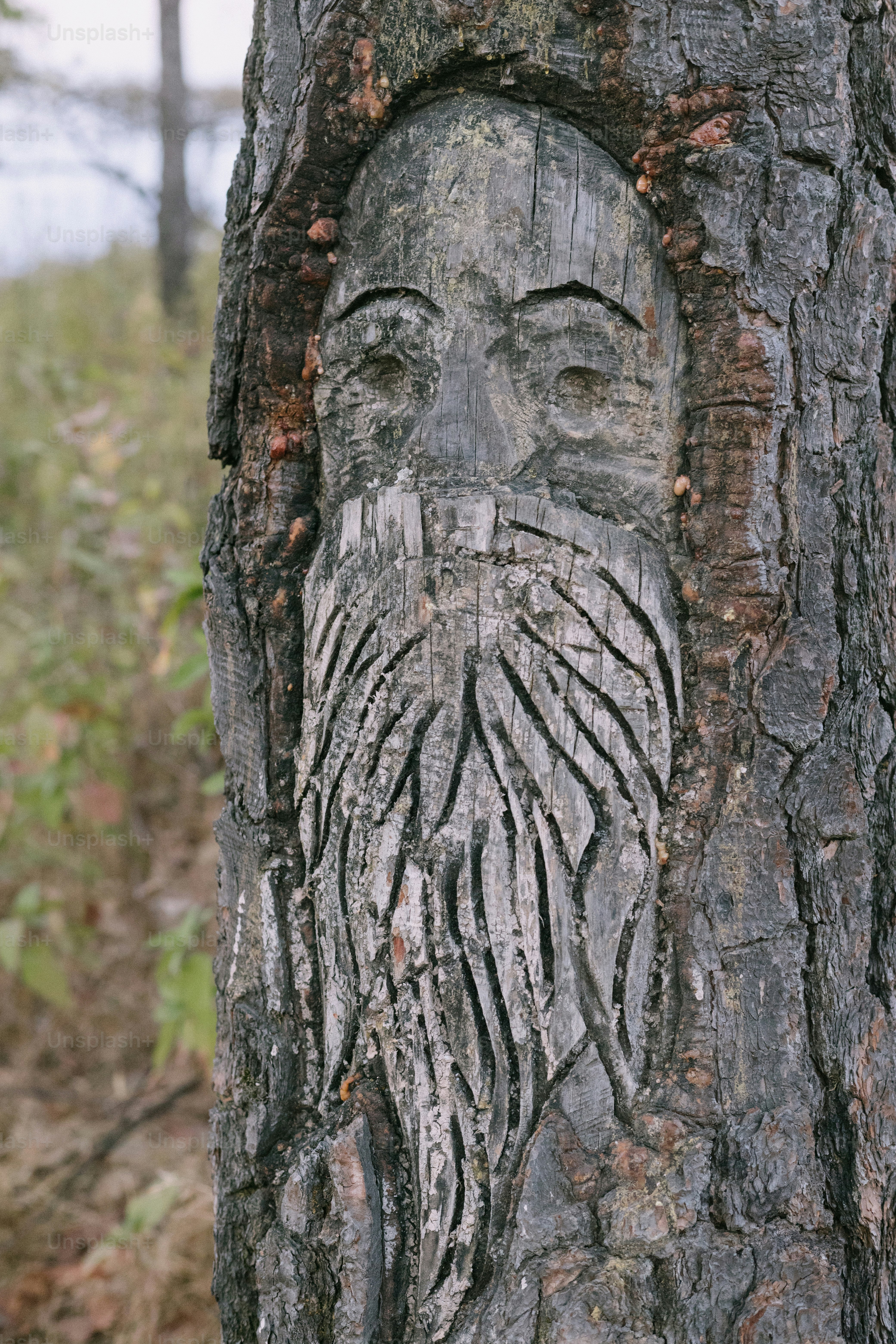 A bearded face is carved into a tree.