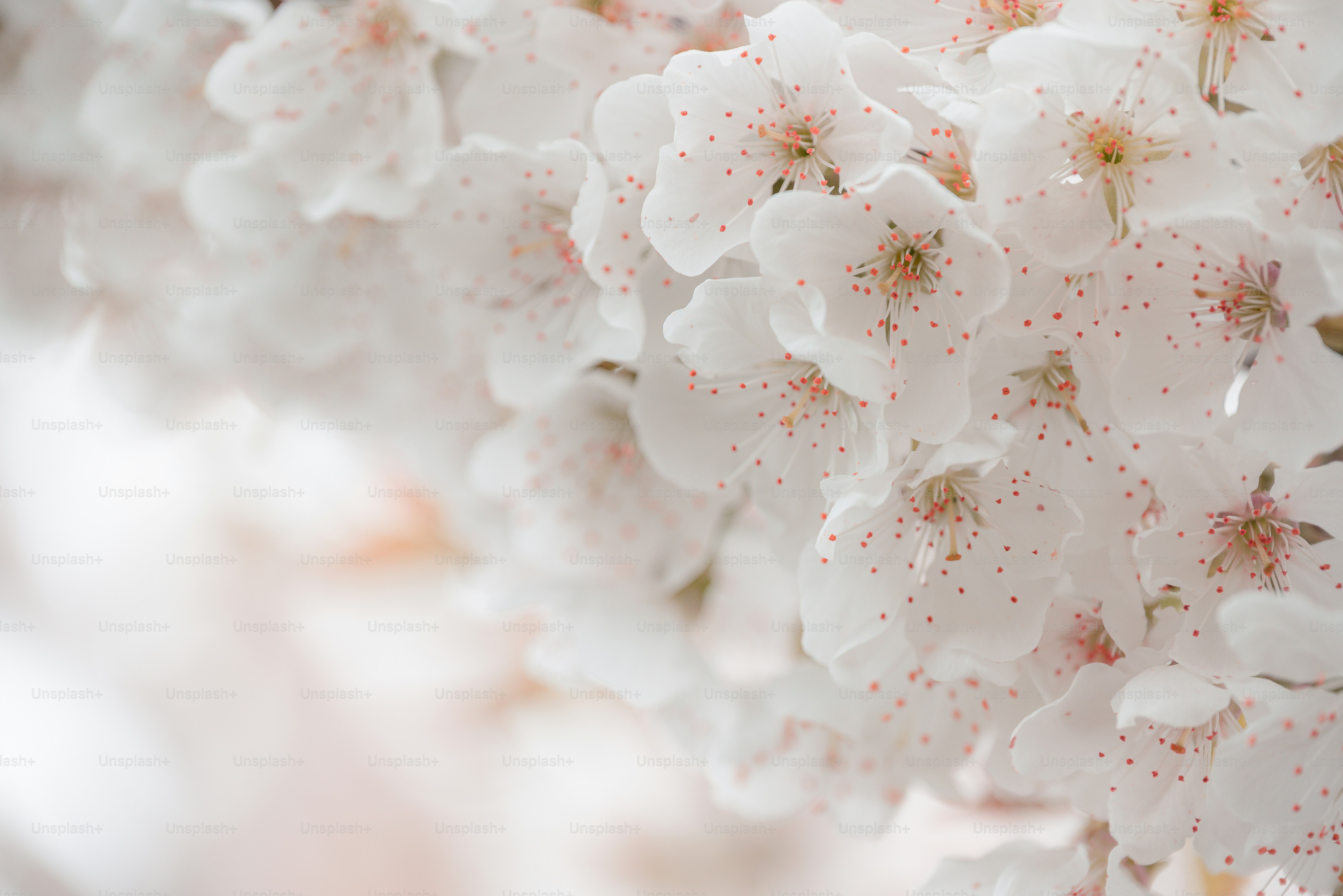 Delicate cherry blossoms bloom in spring.