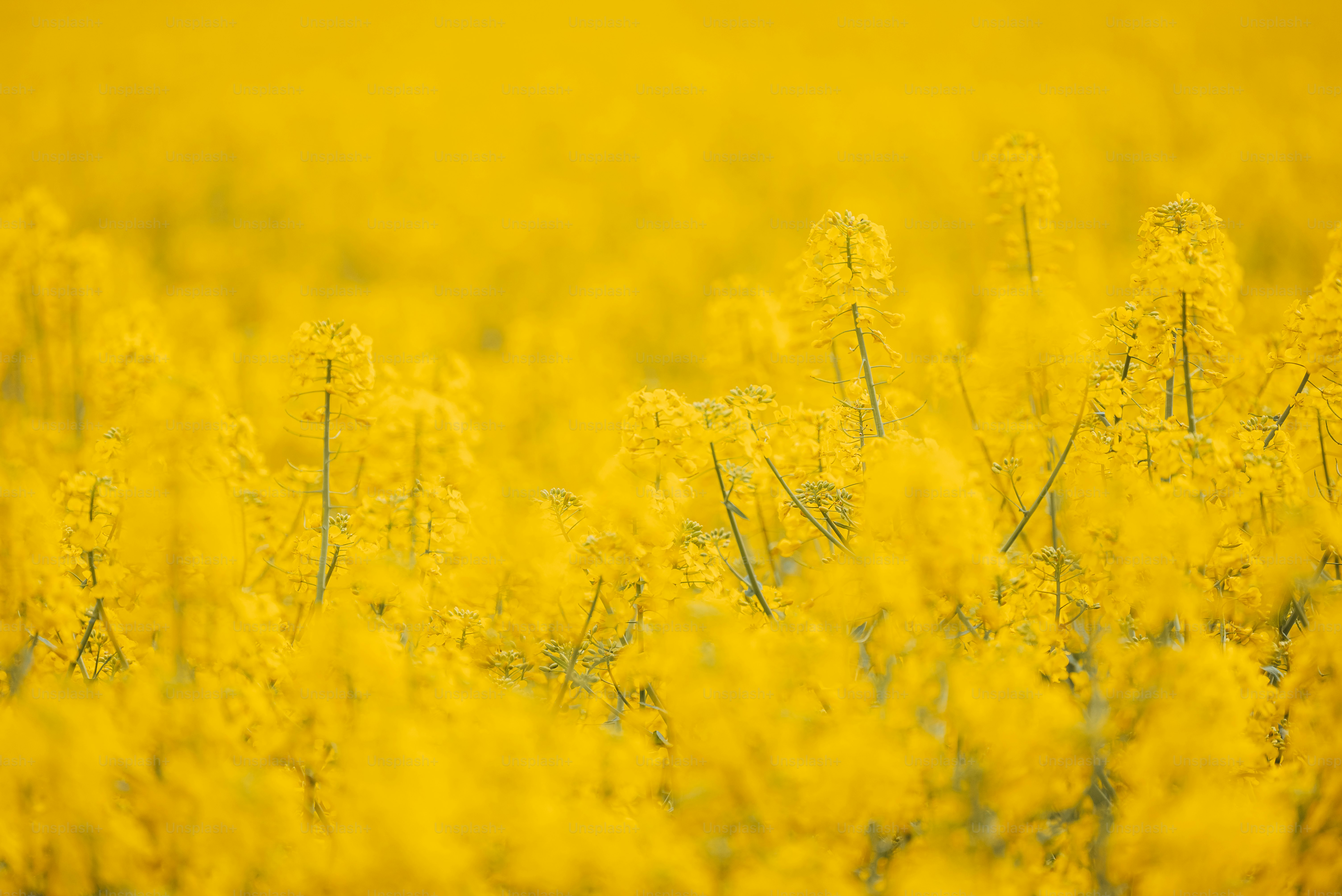 Bright yellow flowers fill the field.