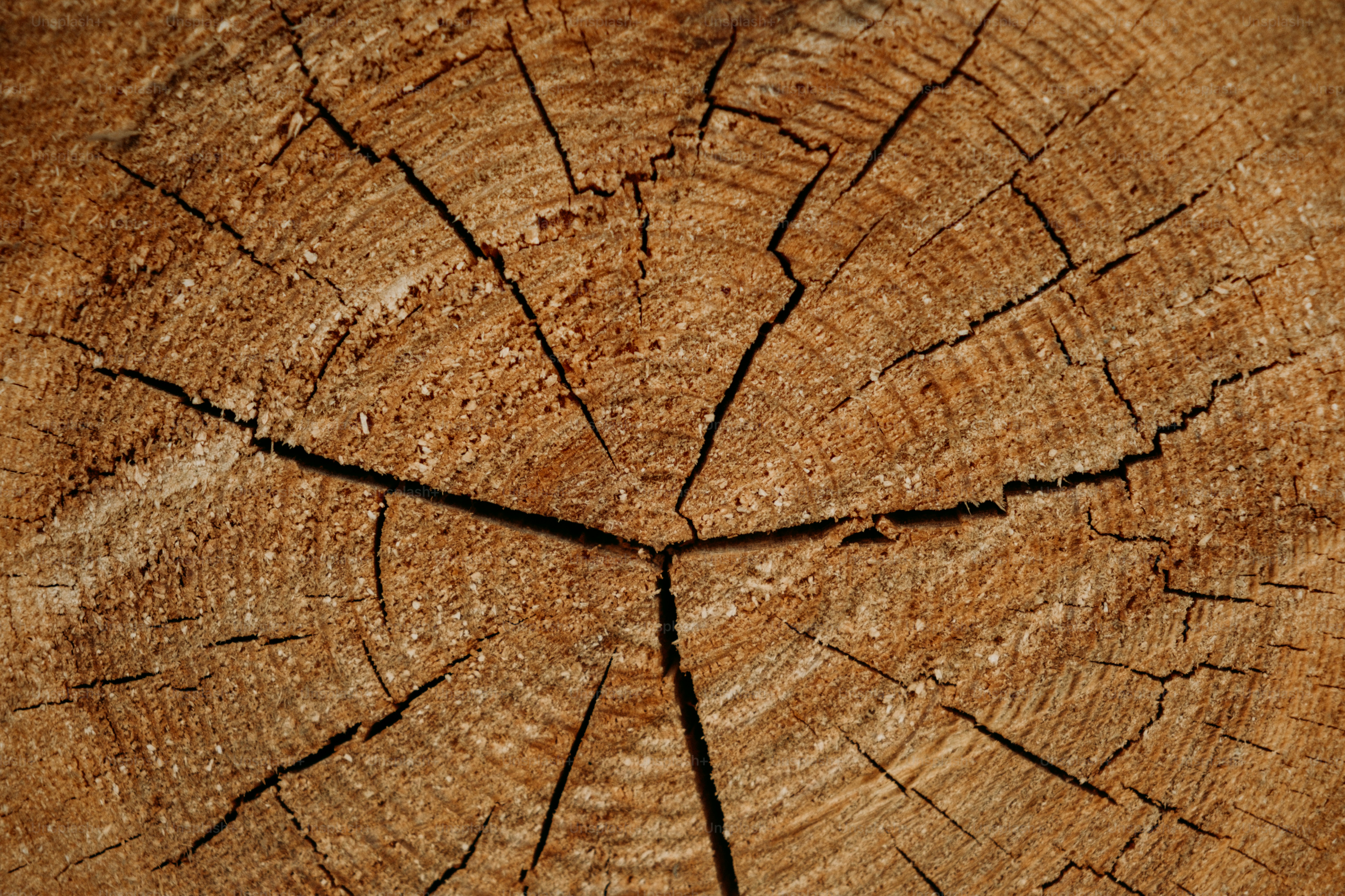 Tree rings and cracks are visible on wood. photo – Wallpaper Image on ...