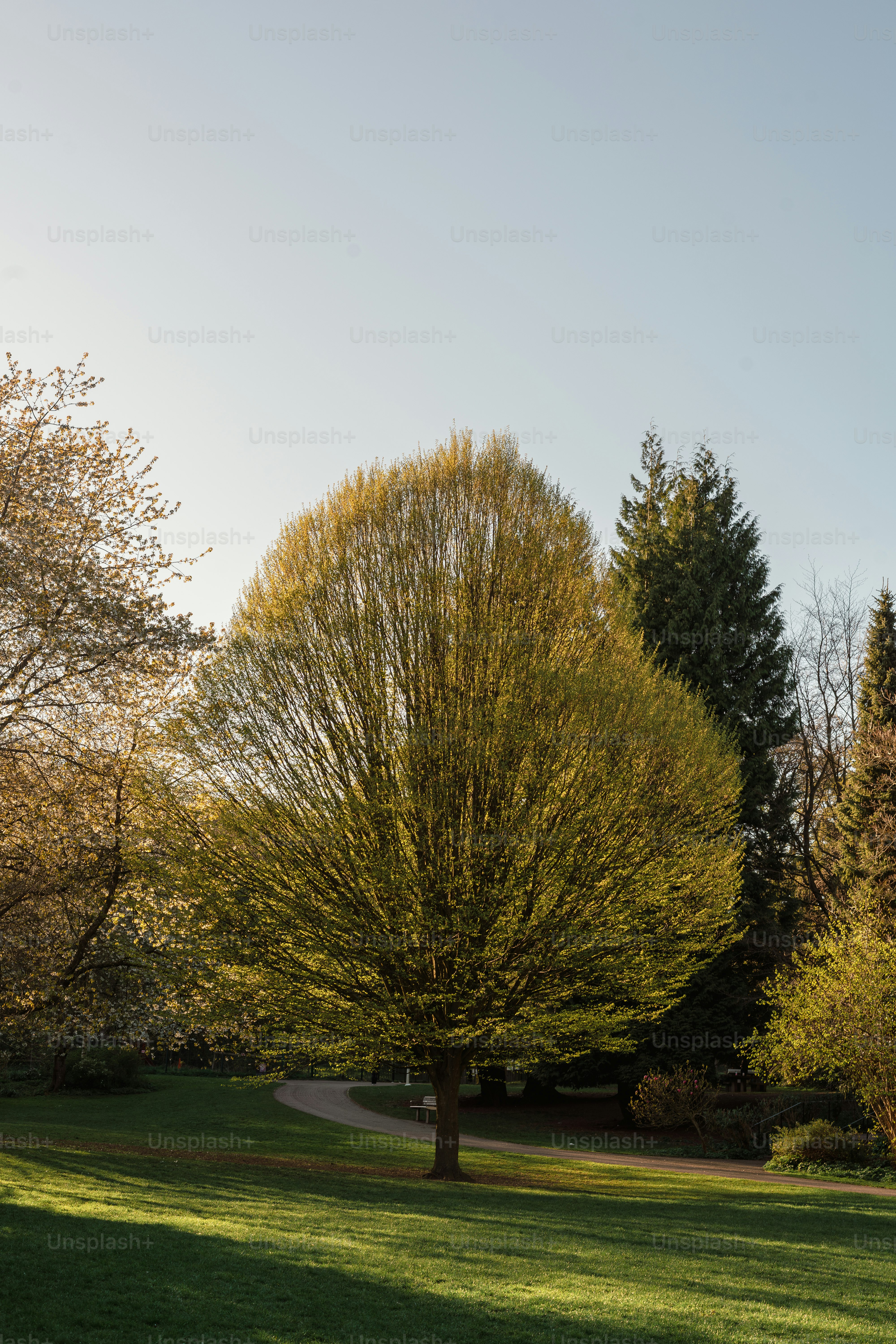 Ein Baum steht stolz im Sonnenlicht des Parks.