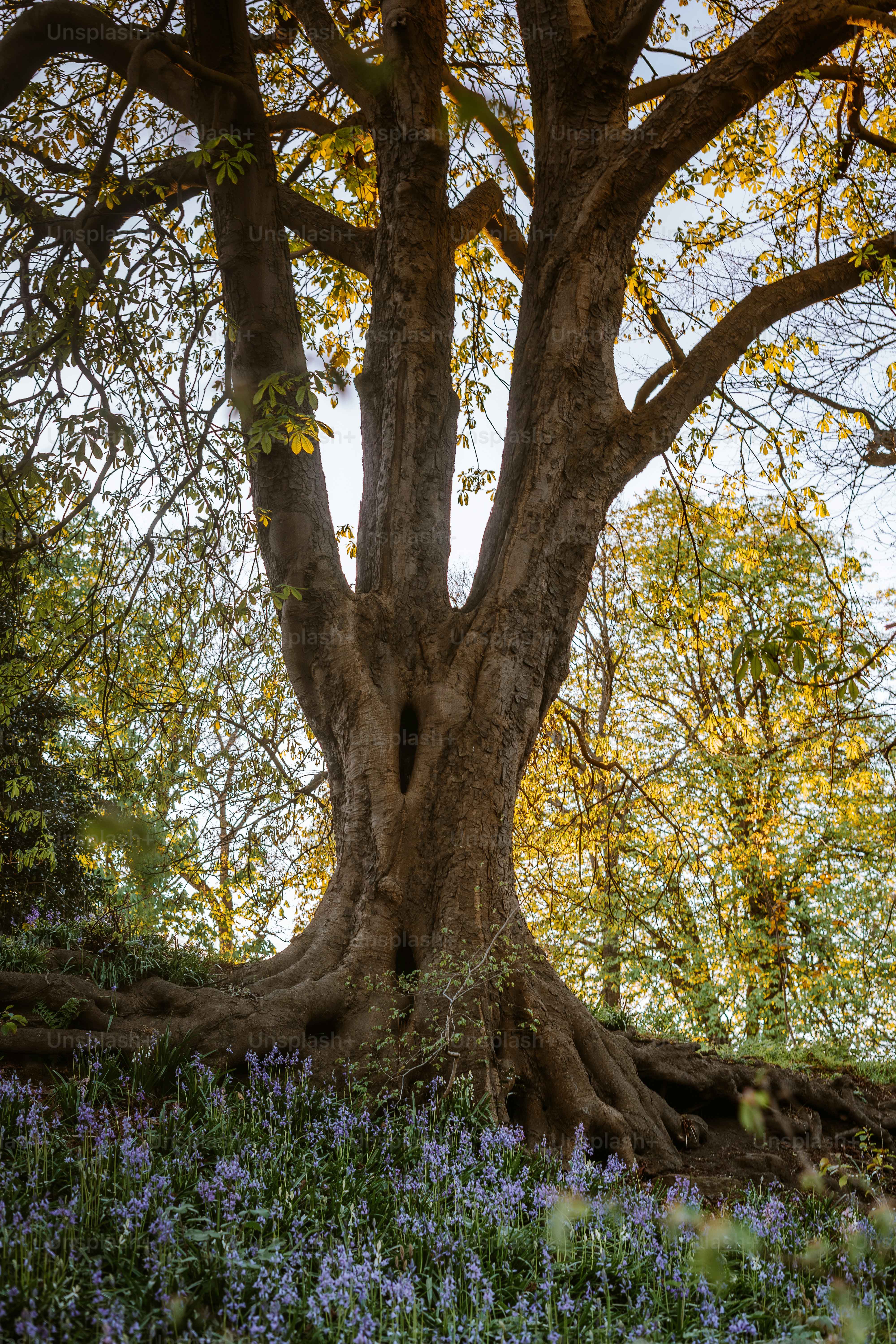 Ein großer Baum dominiert ein Blumenfeld.