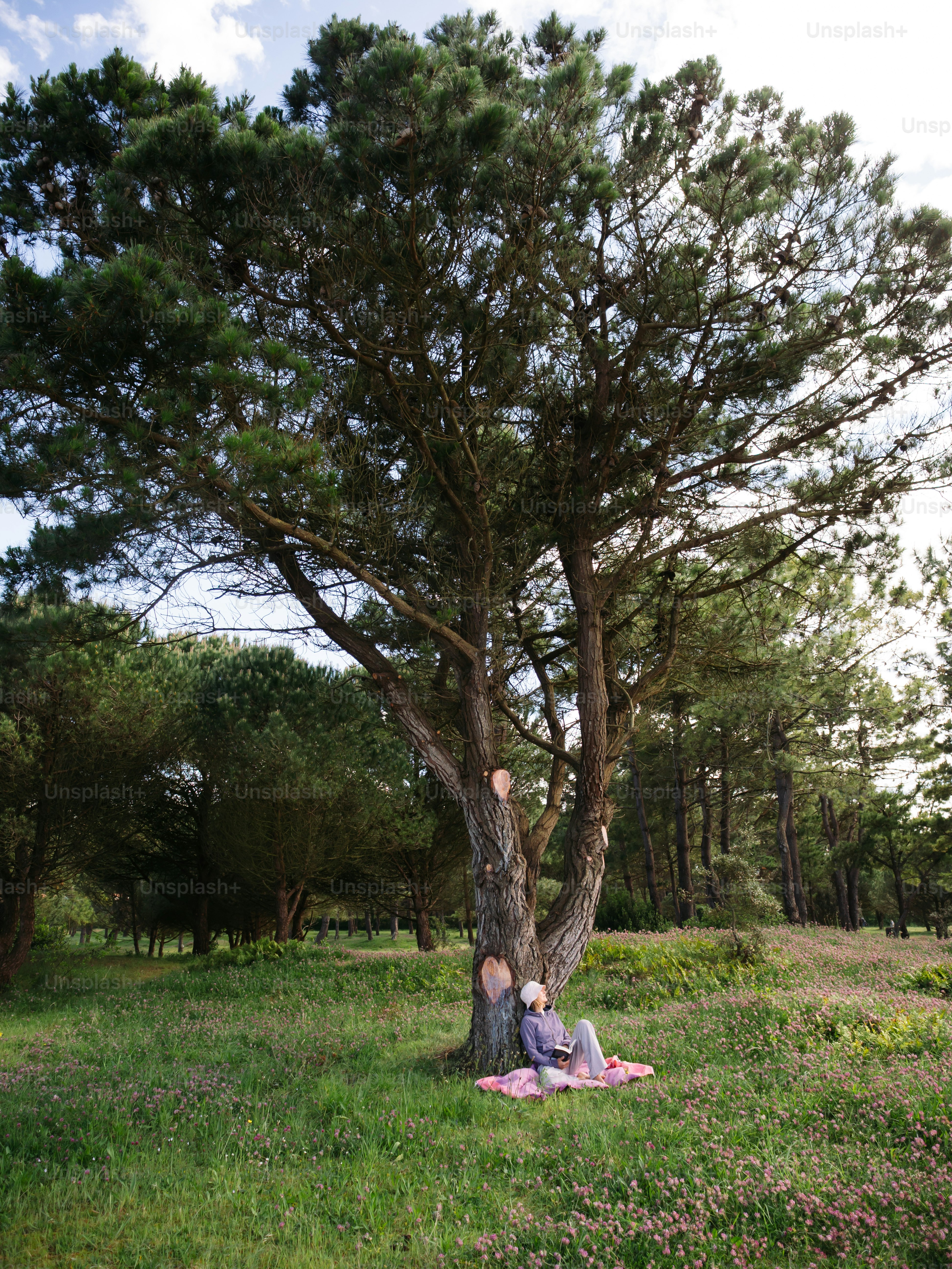 A person reads under a shaded tree