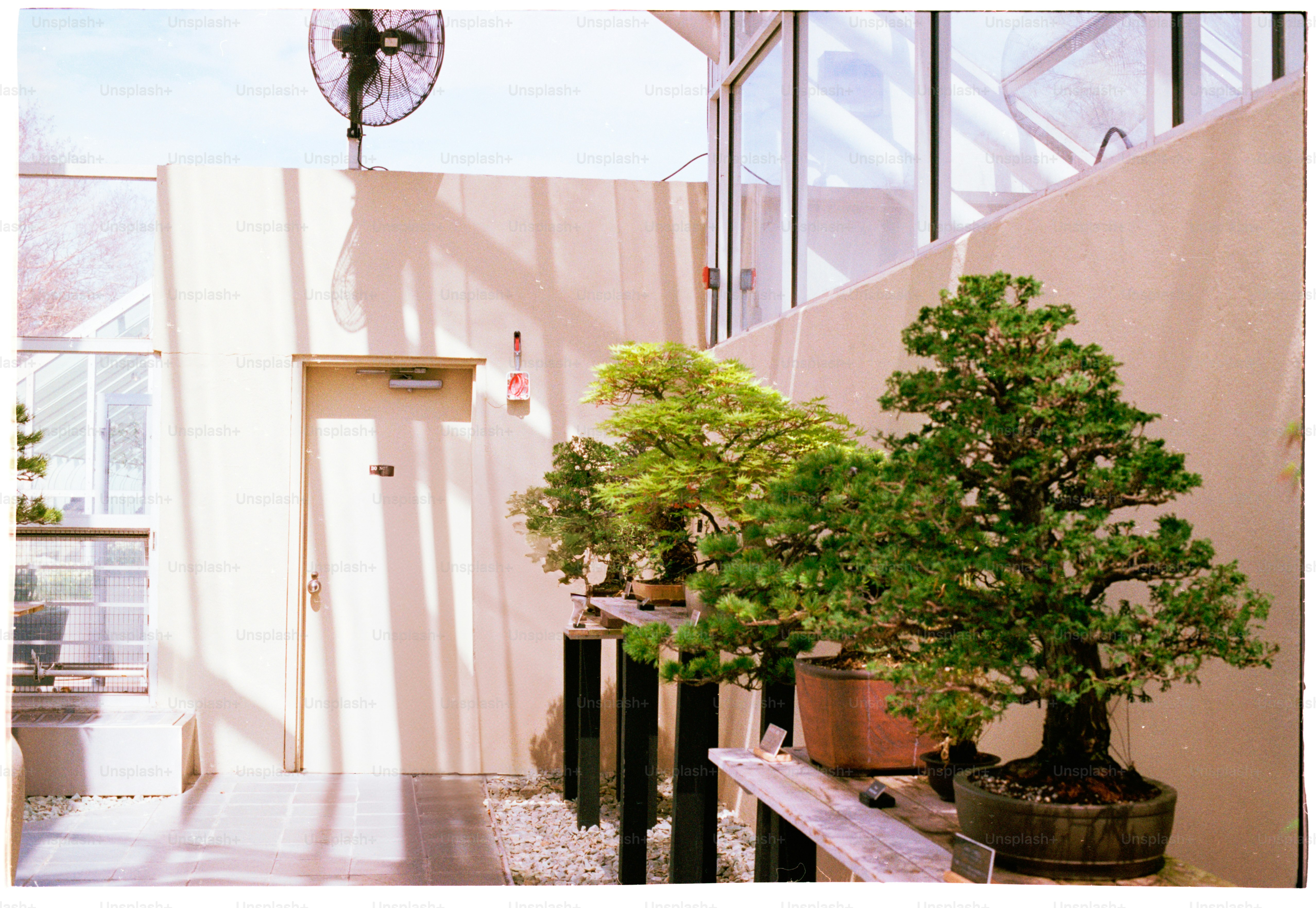 盆栽は太陽に照らされた空間に鎮座しています。