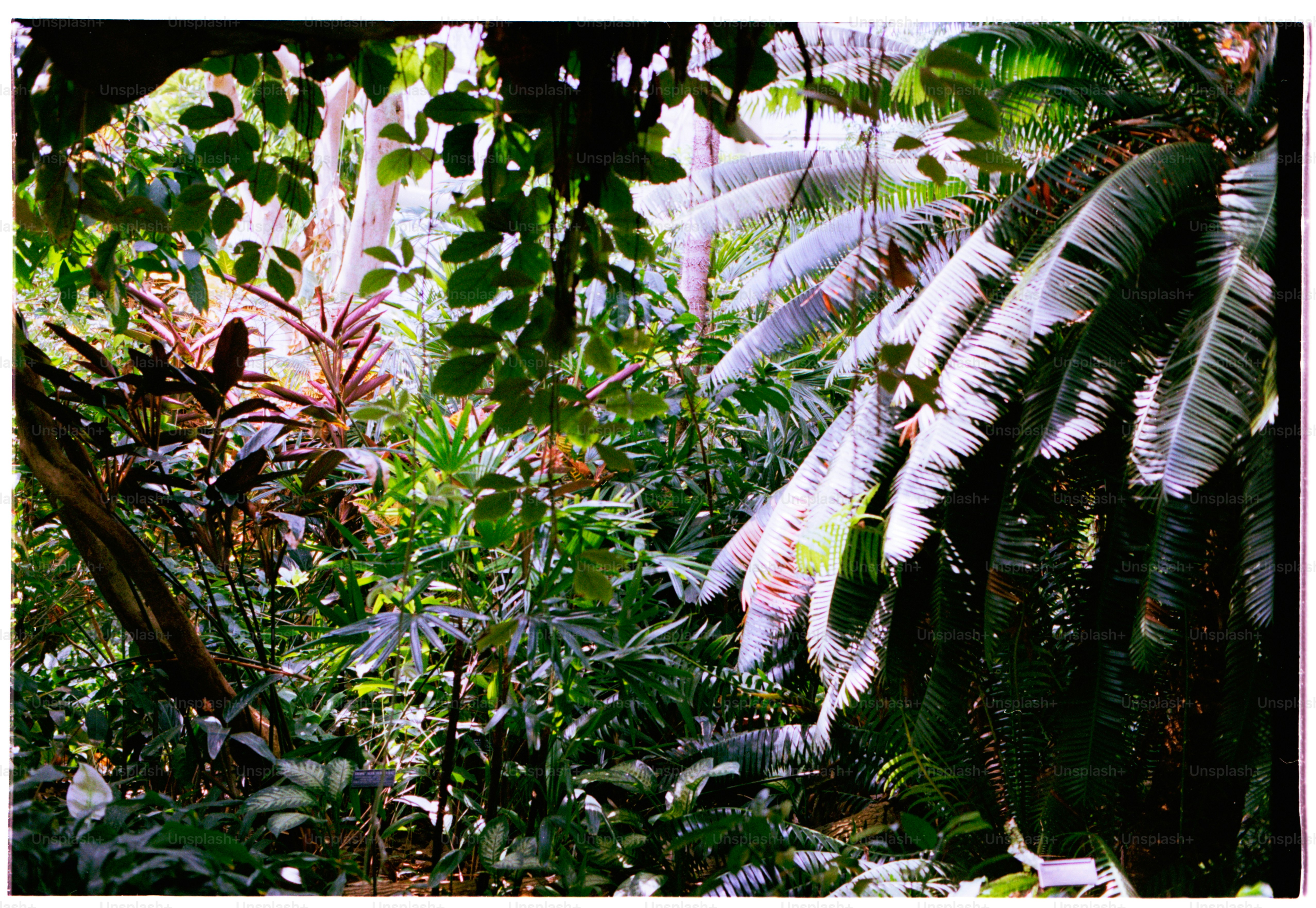 Exuberante selva verde con diversas plantas.
