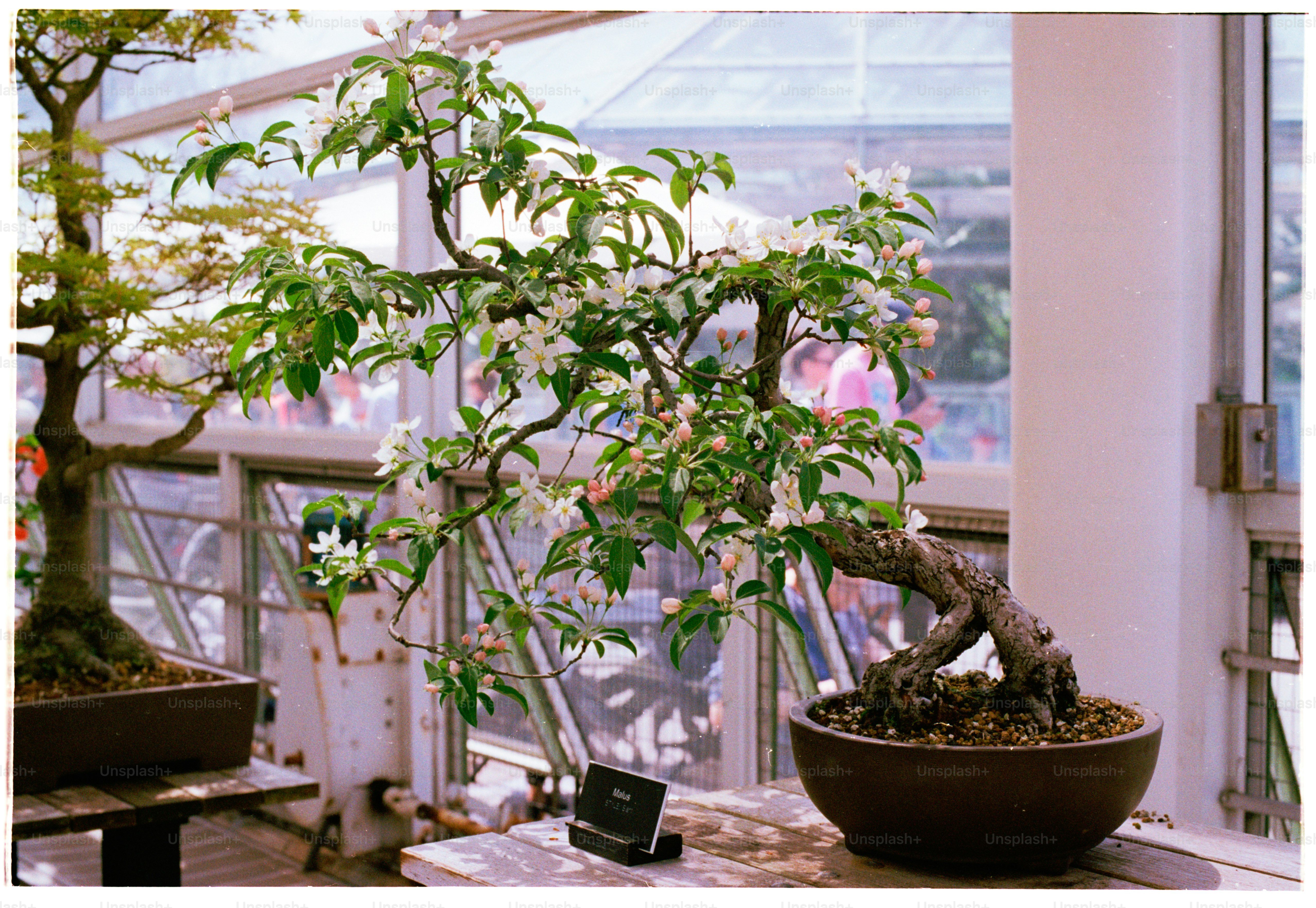 花が咲き誇る盆栽が展示されています。