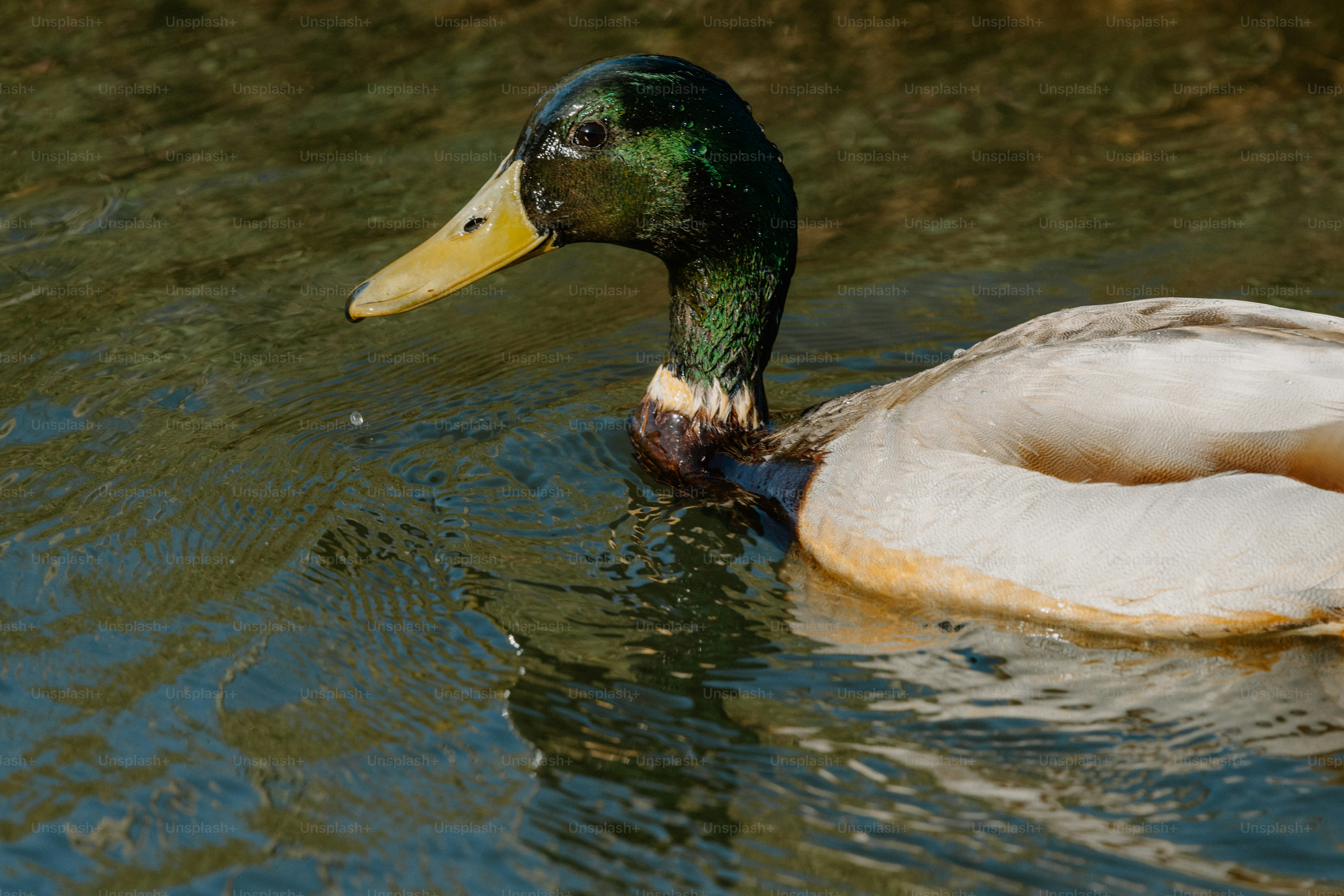 A mallard duck swims in the water.