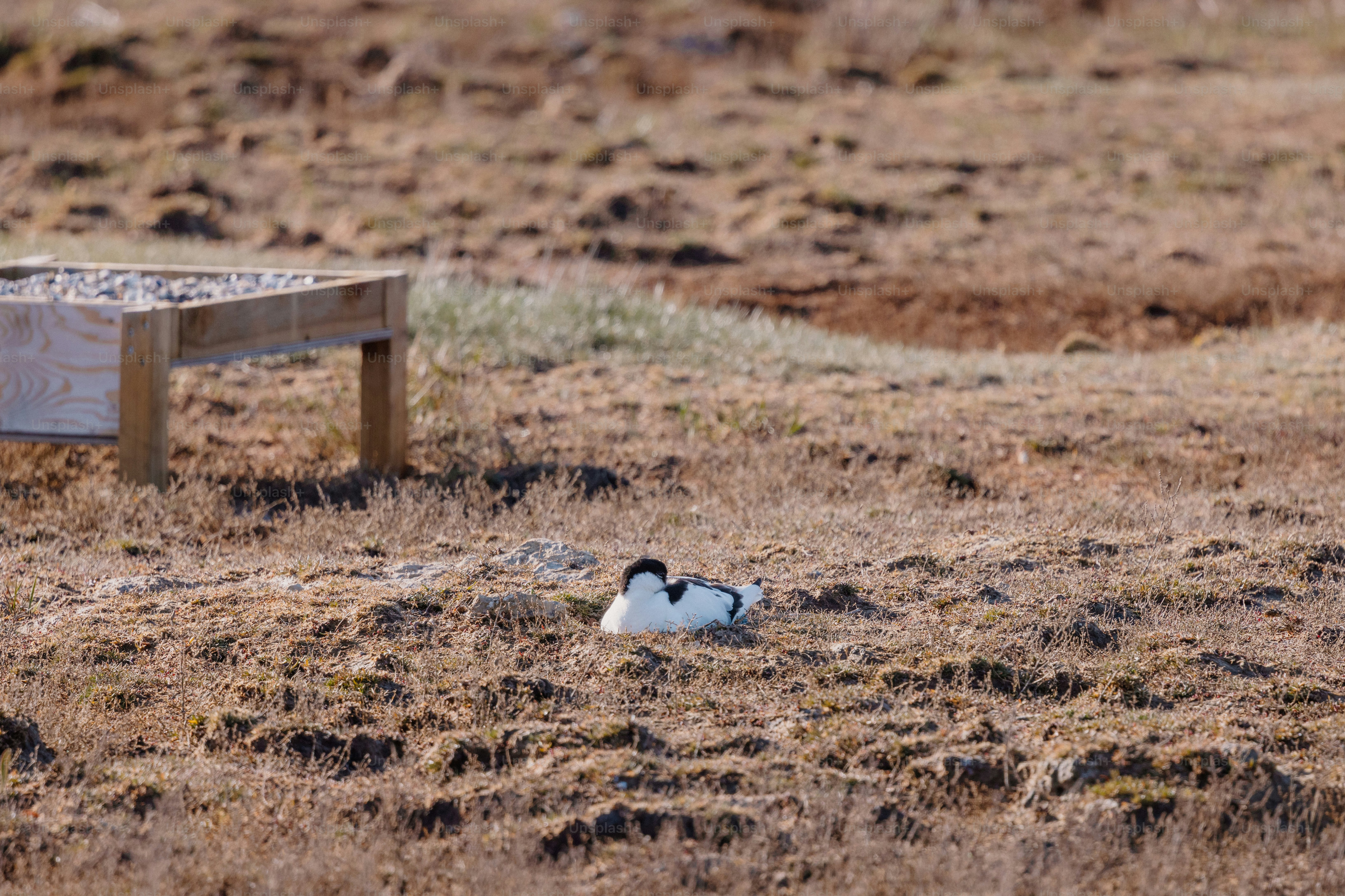 A bird rests on the ground near a wooden structure