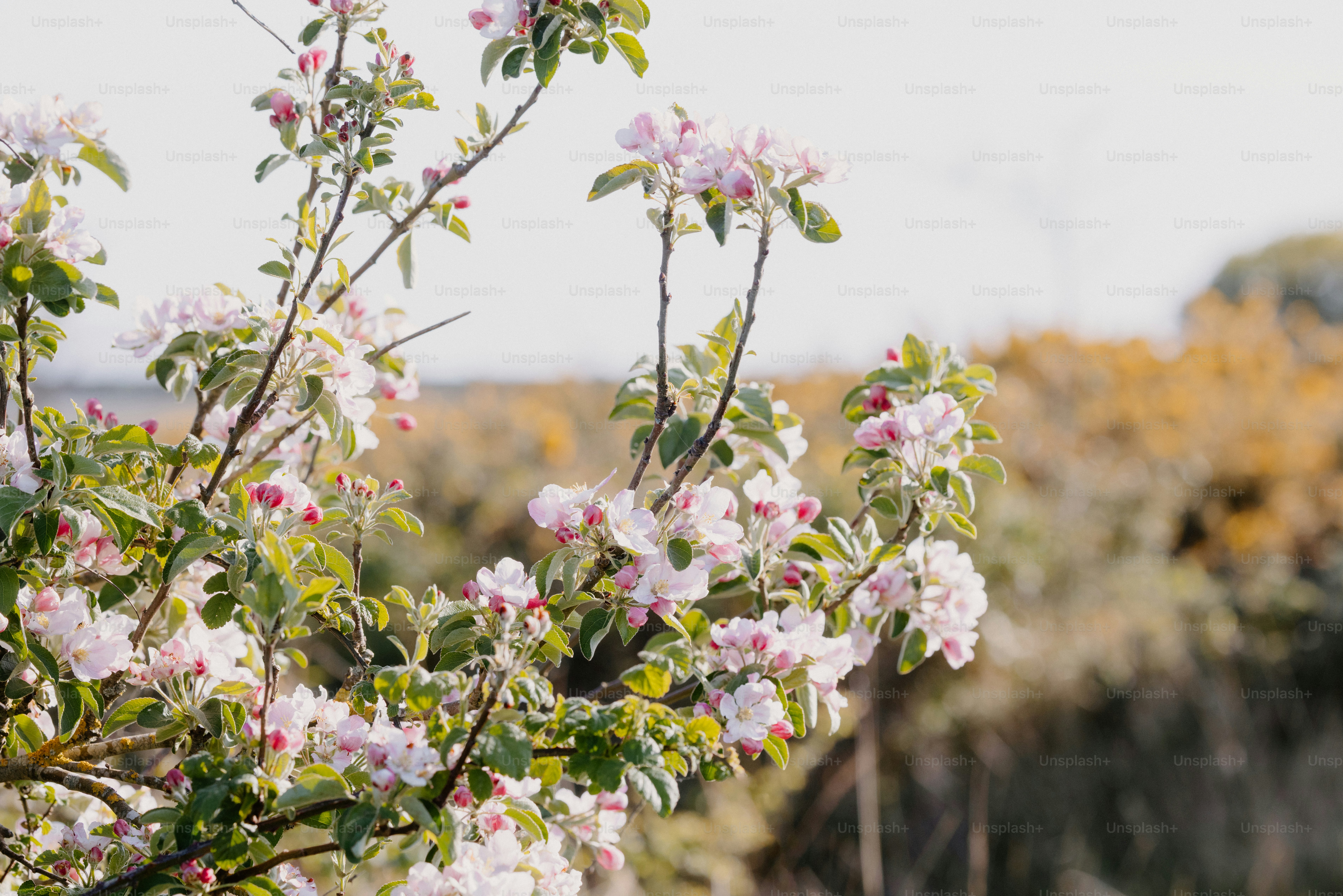 Fruit tree blossoms in the Fruita Historic District orchards, Capitol Reef National Park