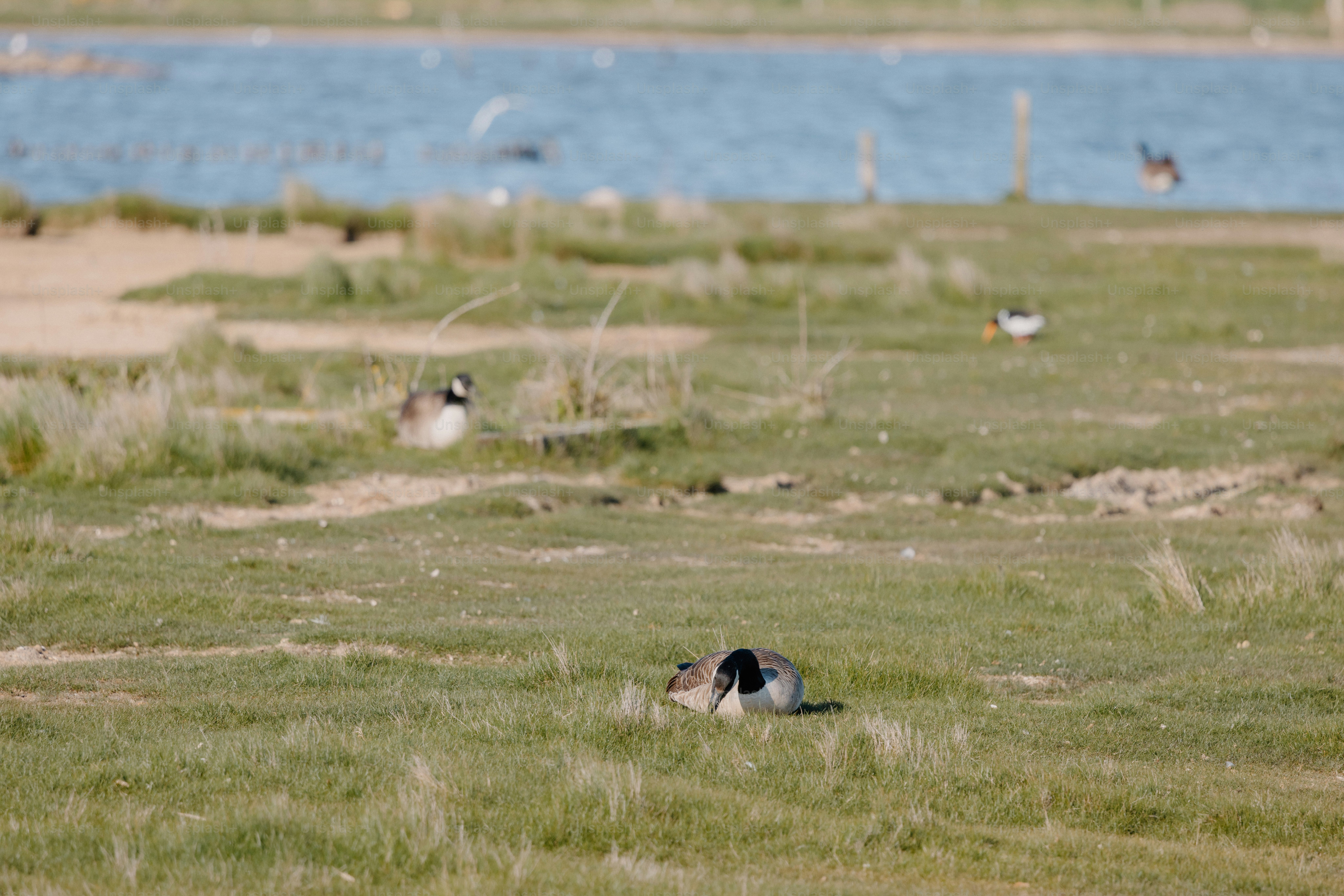 Birds are resting on the grassy marshland.