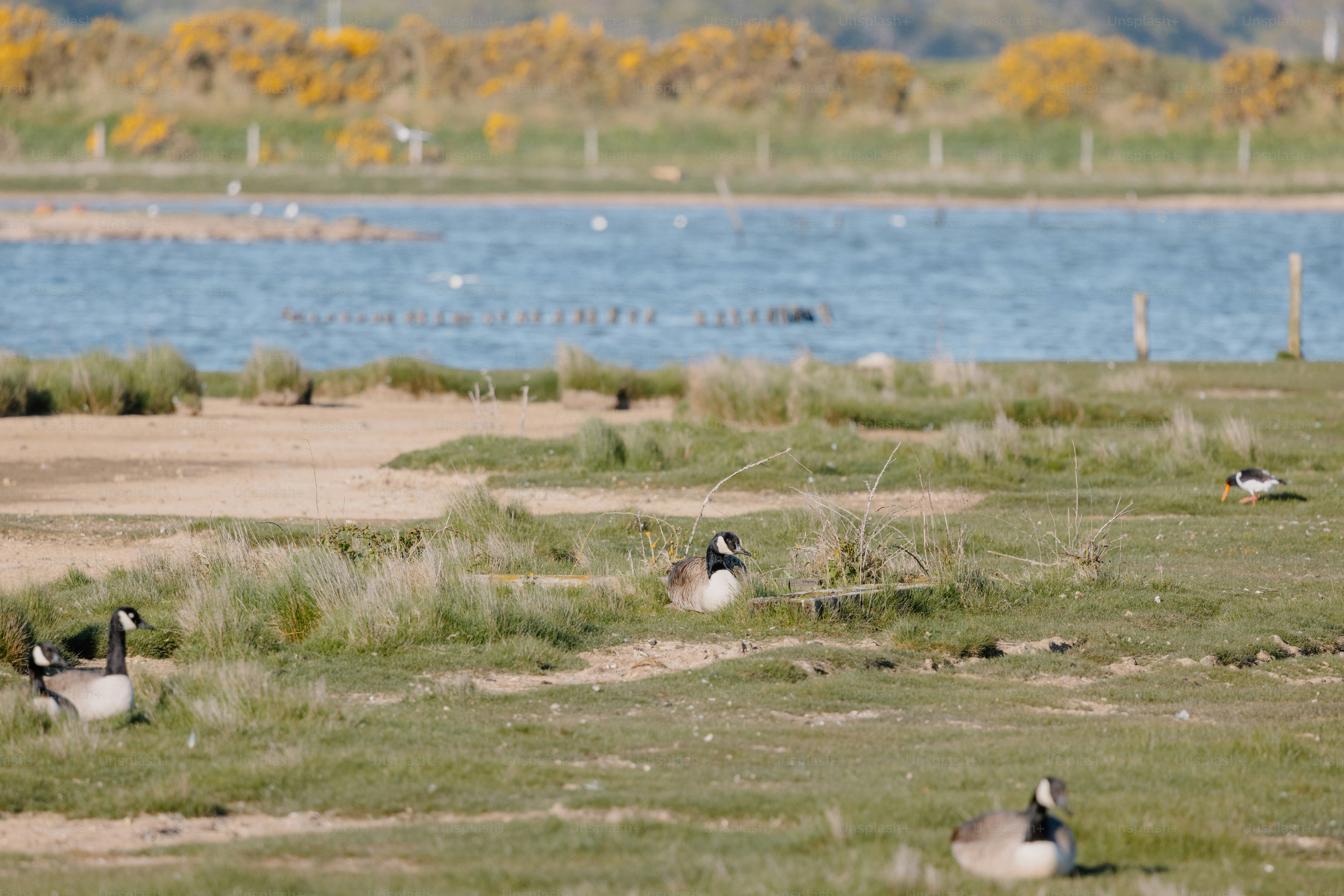 Les oies se reposent paisiblement près d’un plan d’eau.