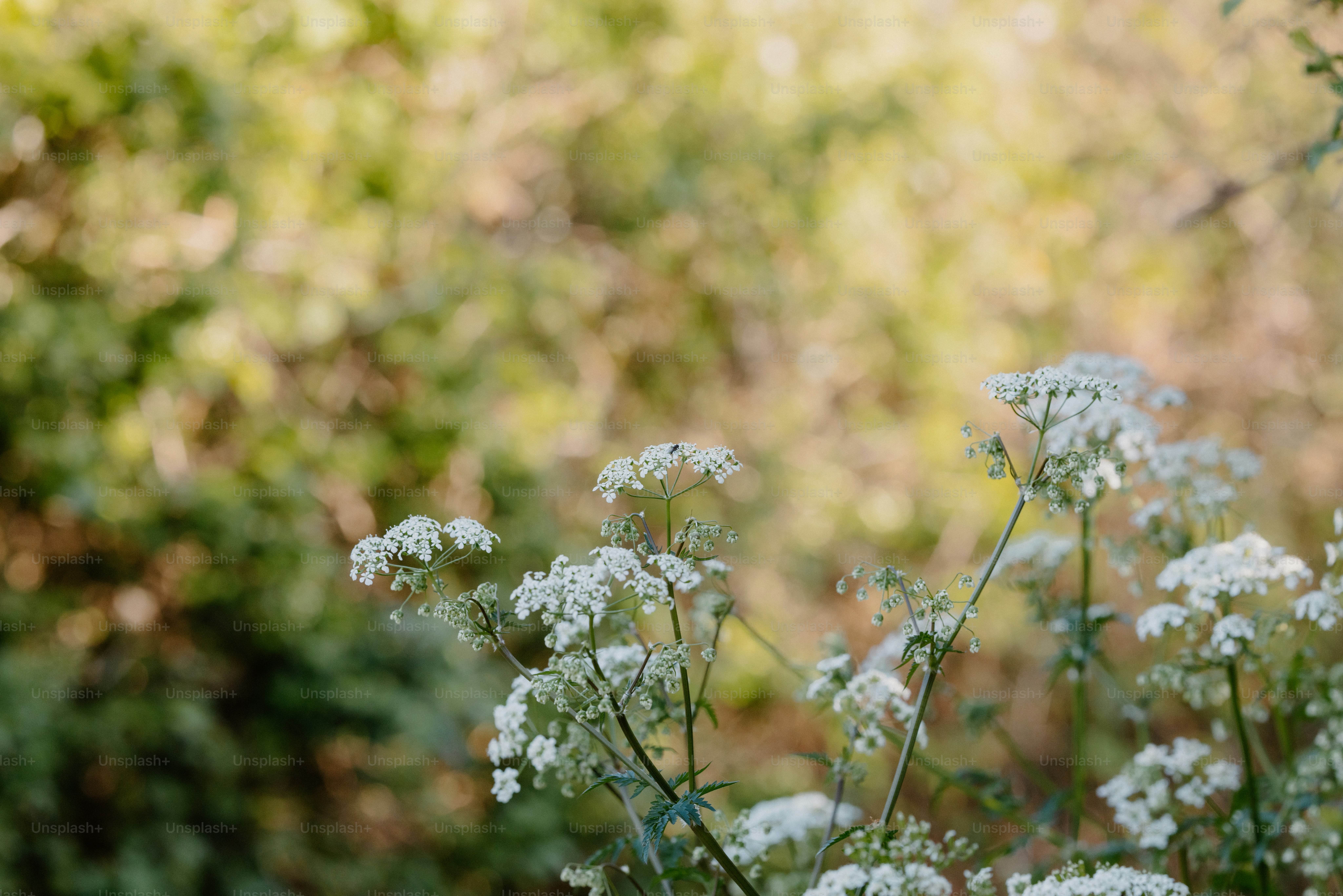 White wildflowers bloom against a blurred green backdrop.