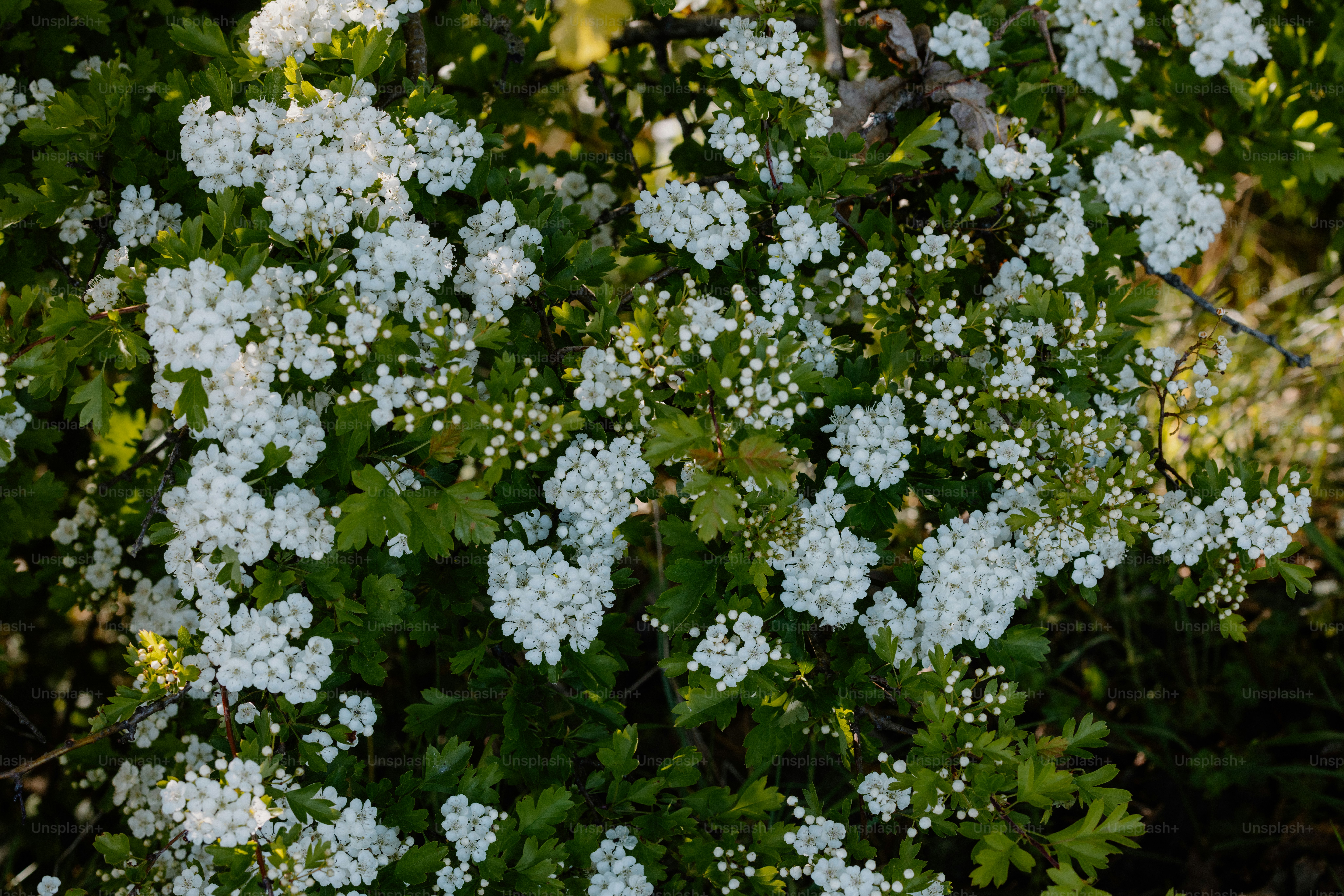 Weiße Blüten blühen an einem leuchtend grünen Busch.