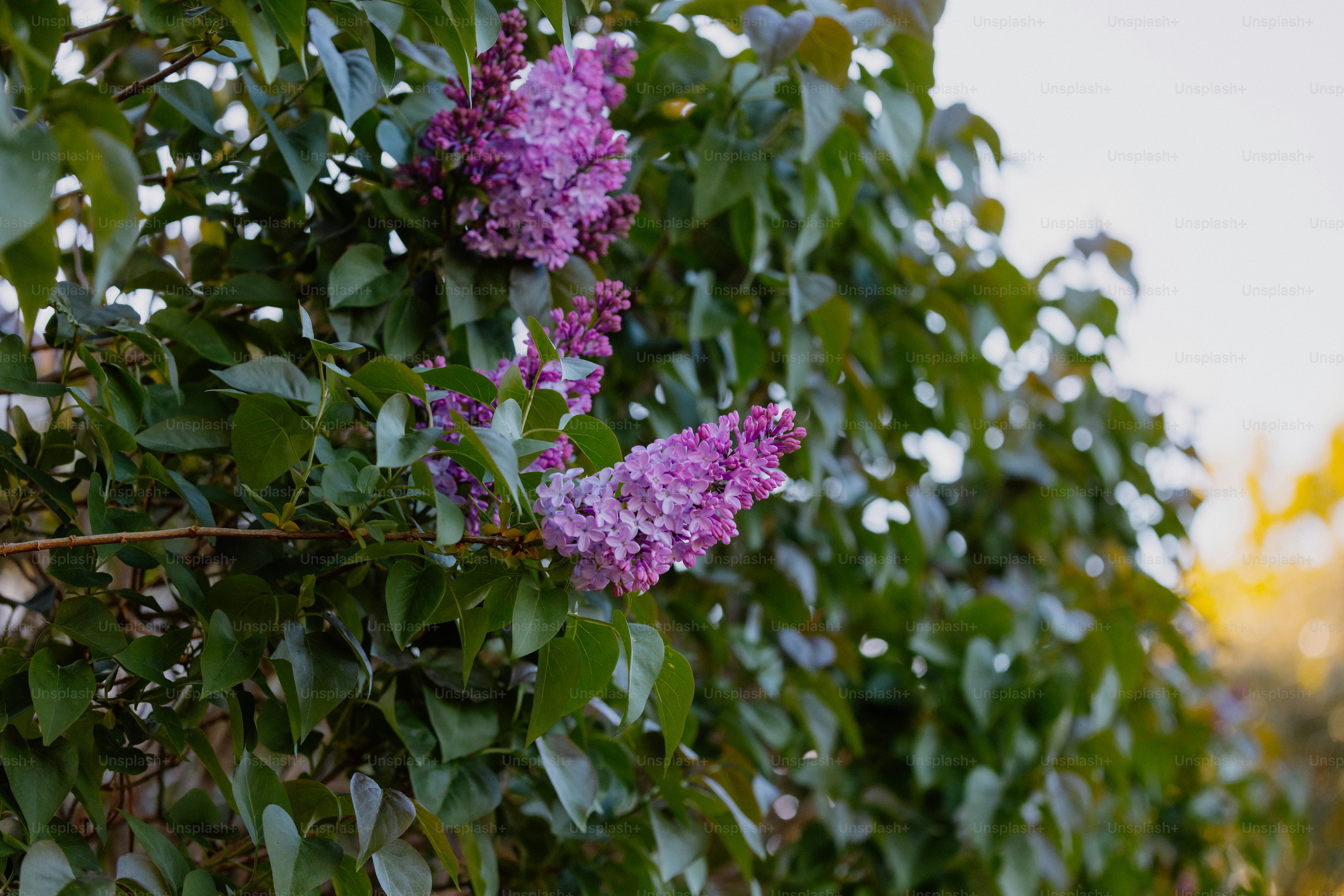 Purple lilacs bloom amongst green leaves.