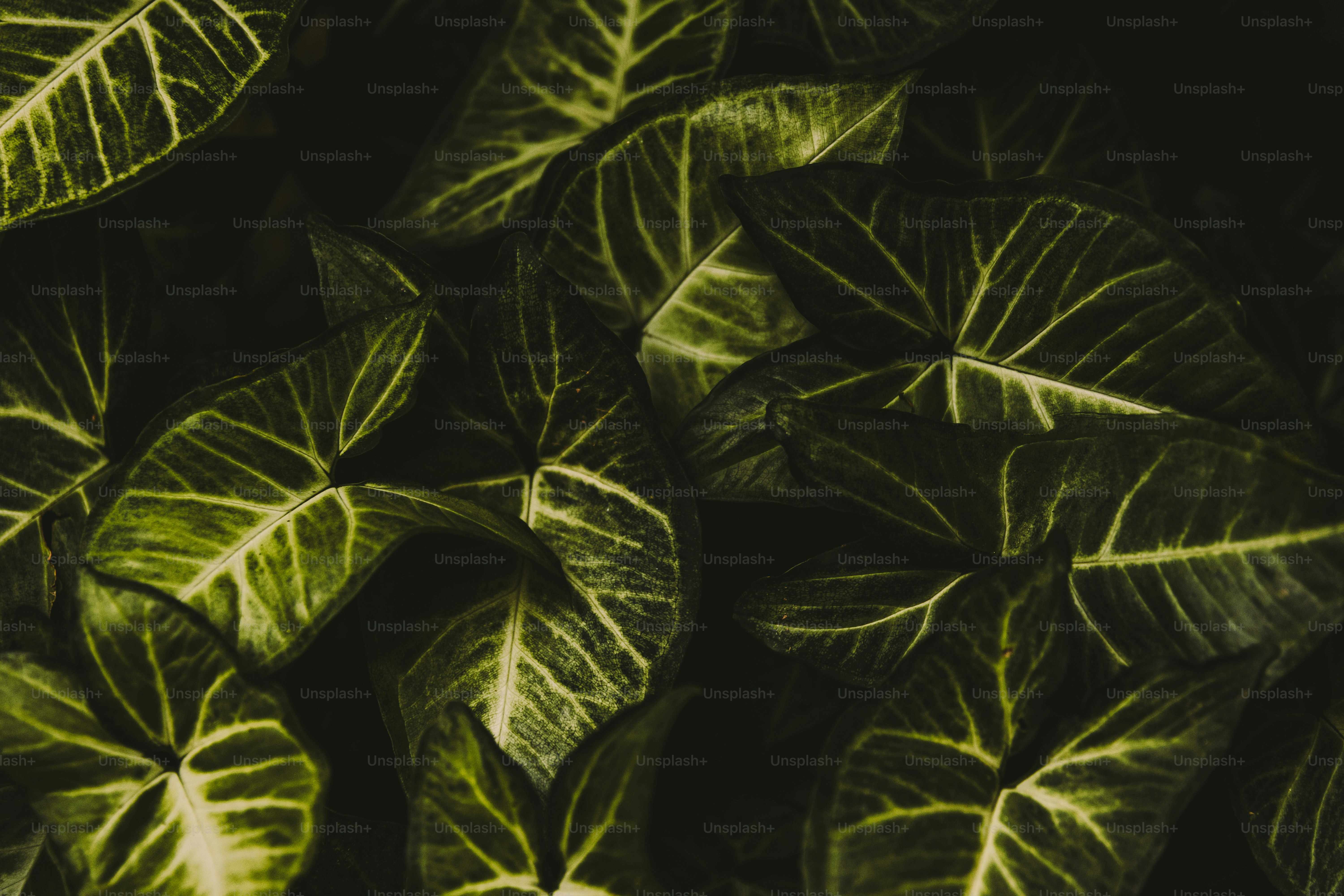Saftig grüne Blätter erzeugen ein schönes dunkles Muster.