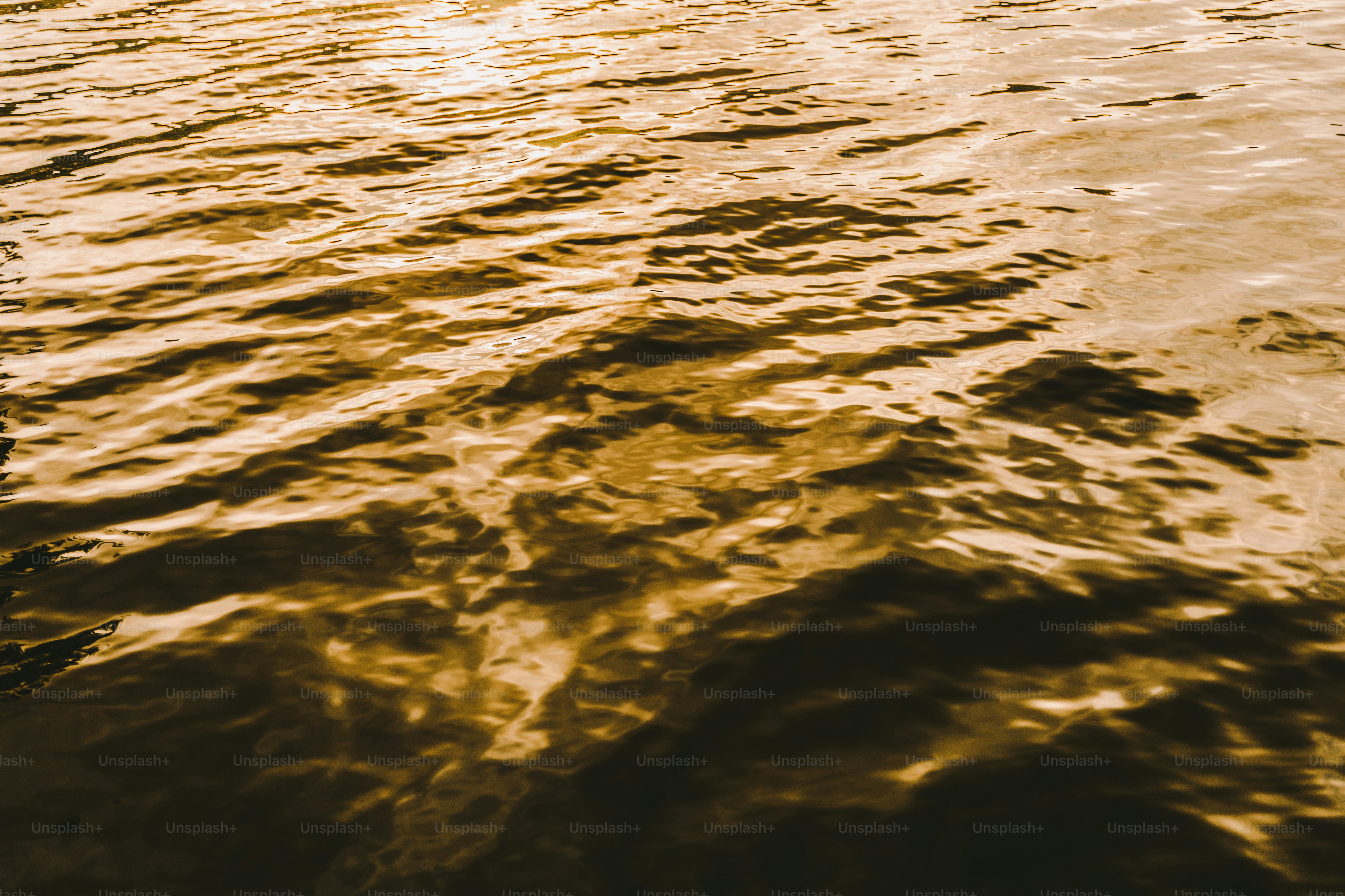 Golden water ripples across the surface.