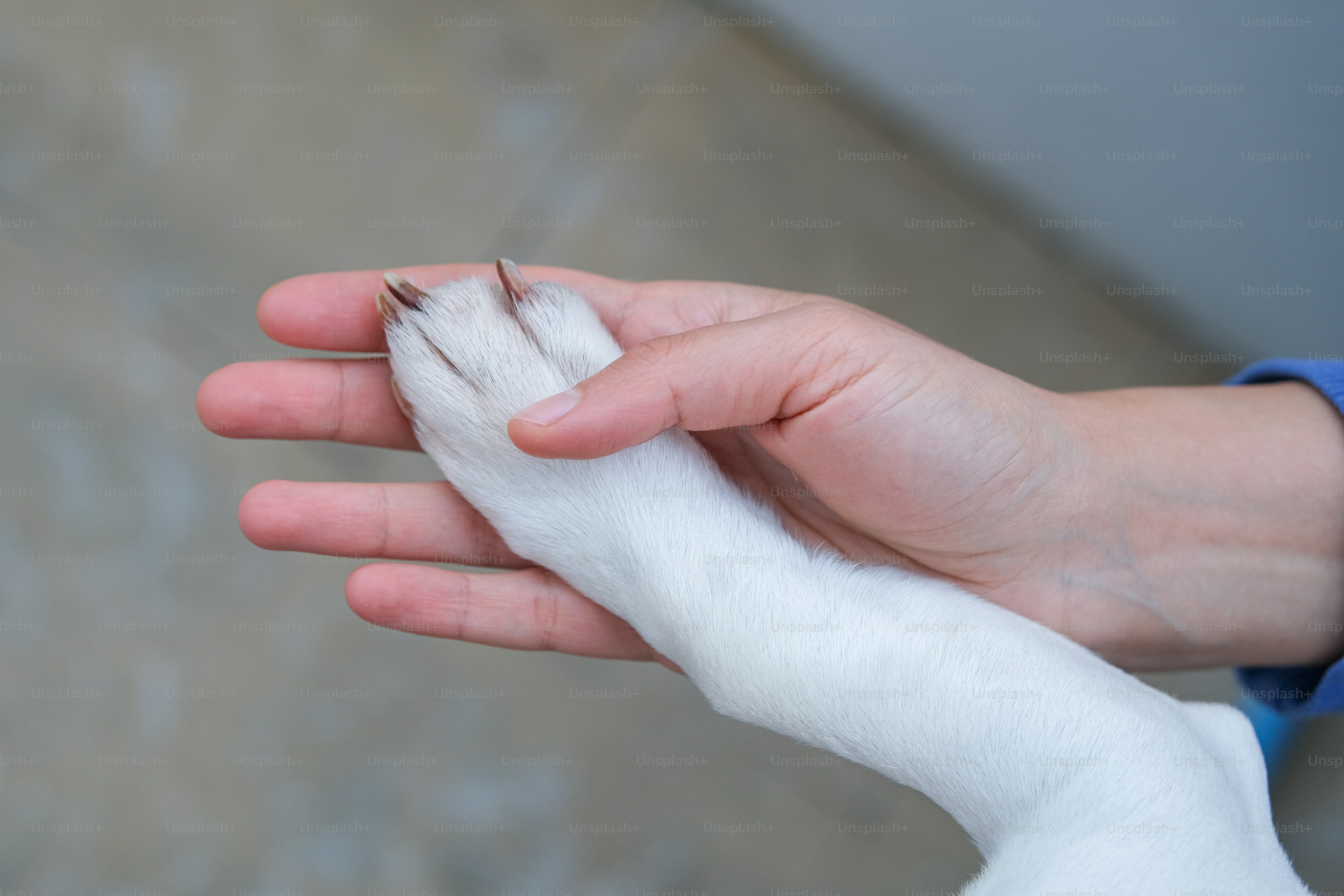 Hand holding a dog's paw.