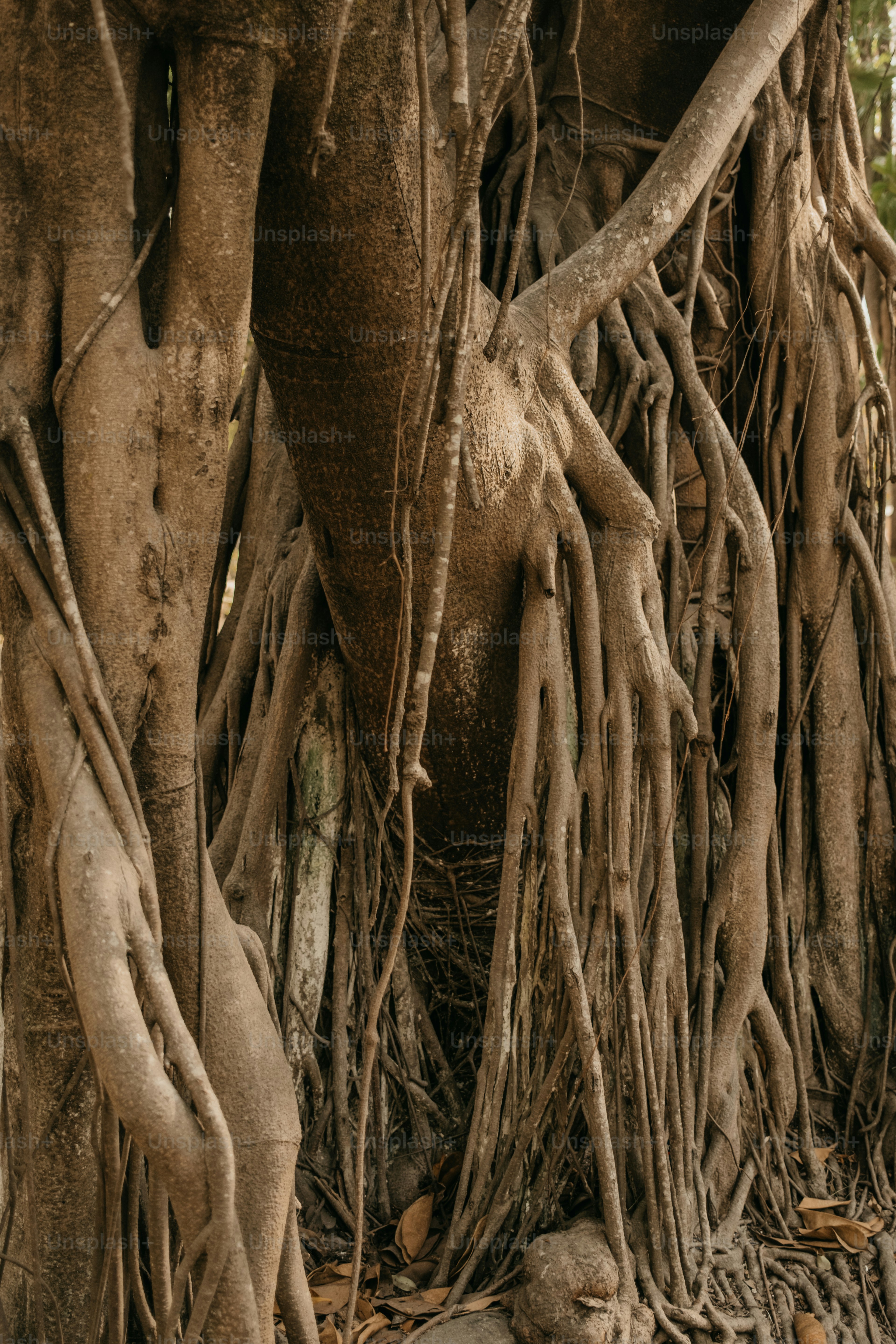 Tree roots and trunk textures are vividly displayed.