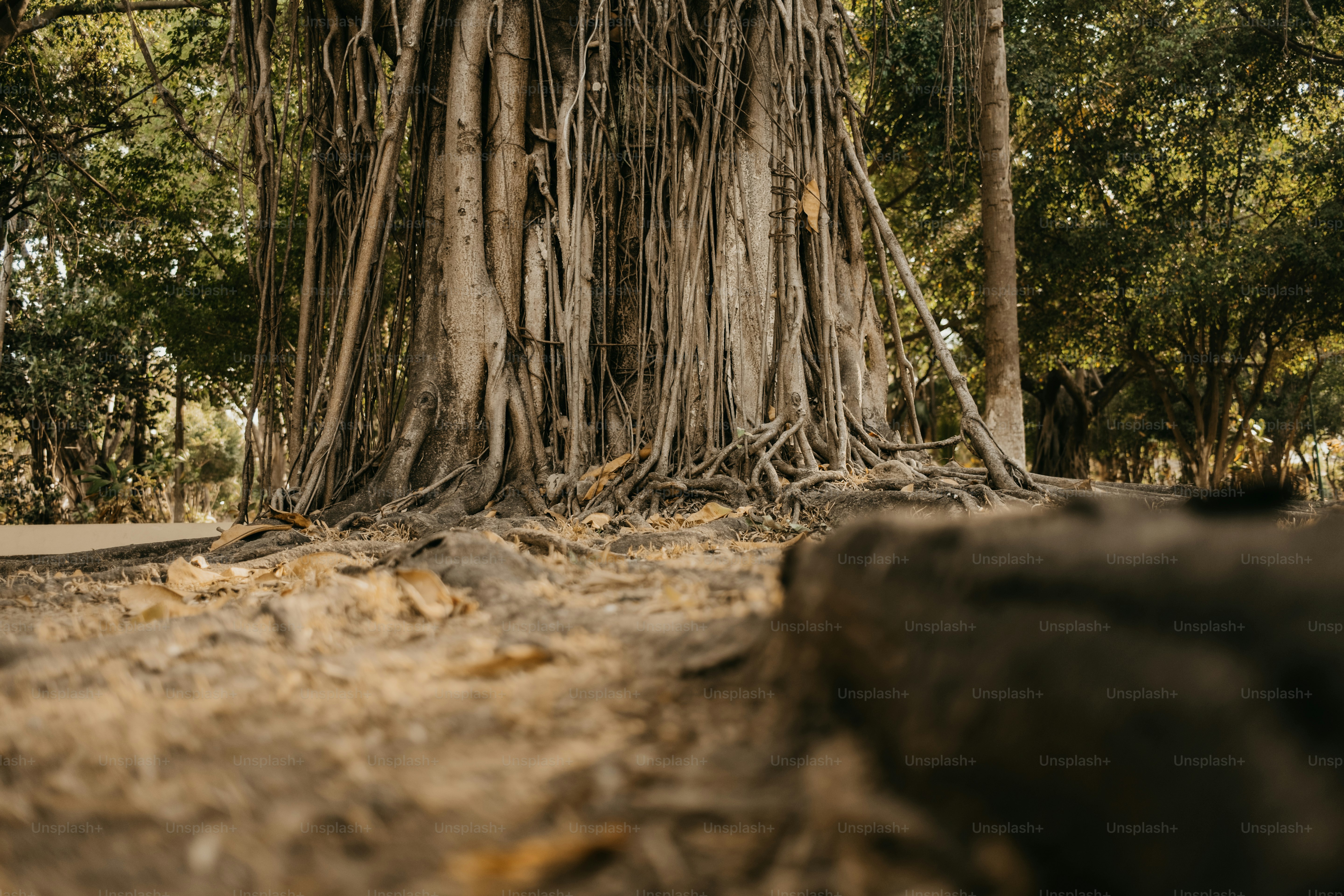 A tree with exposed roots in the forest. photo – Life Image on Unsplash