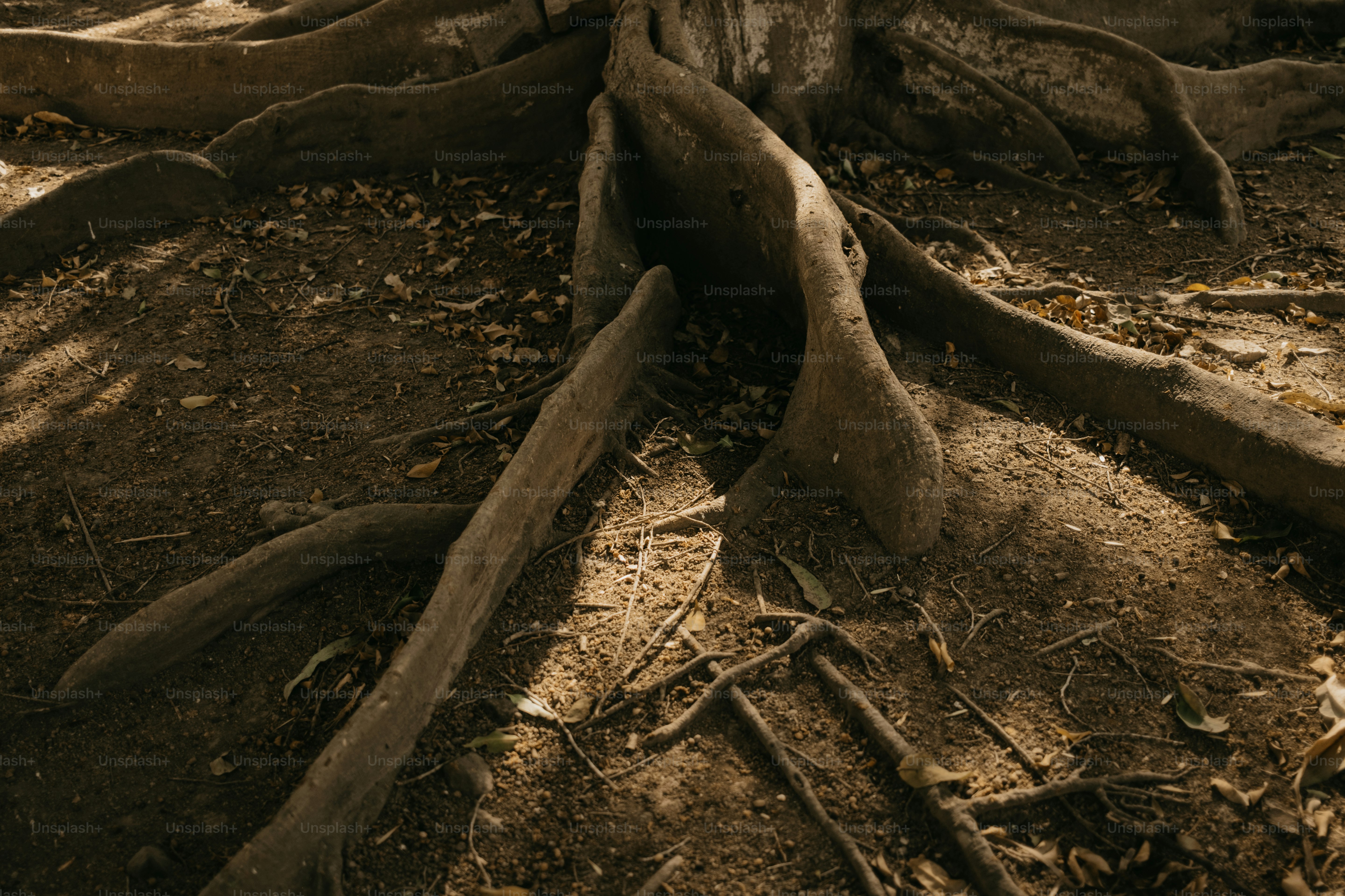 Tree roots are exposed on the ground.