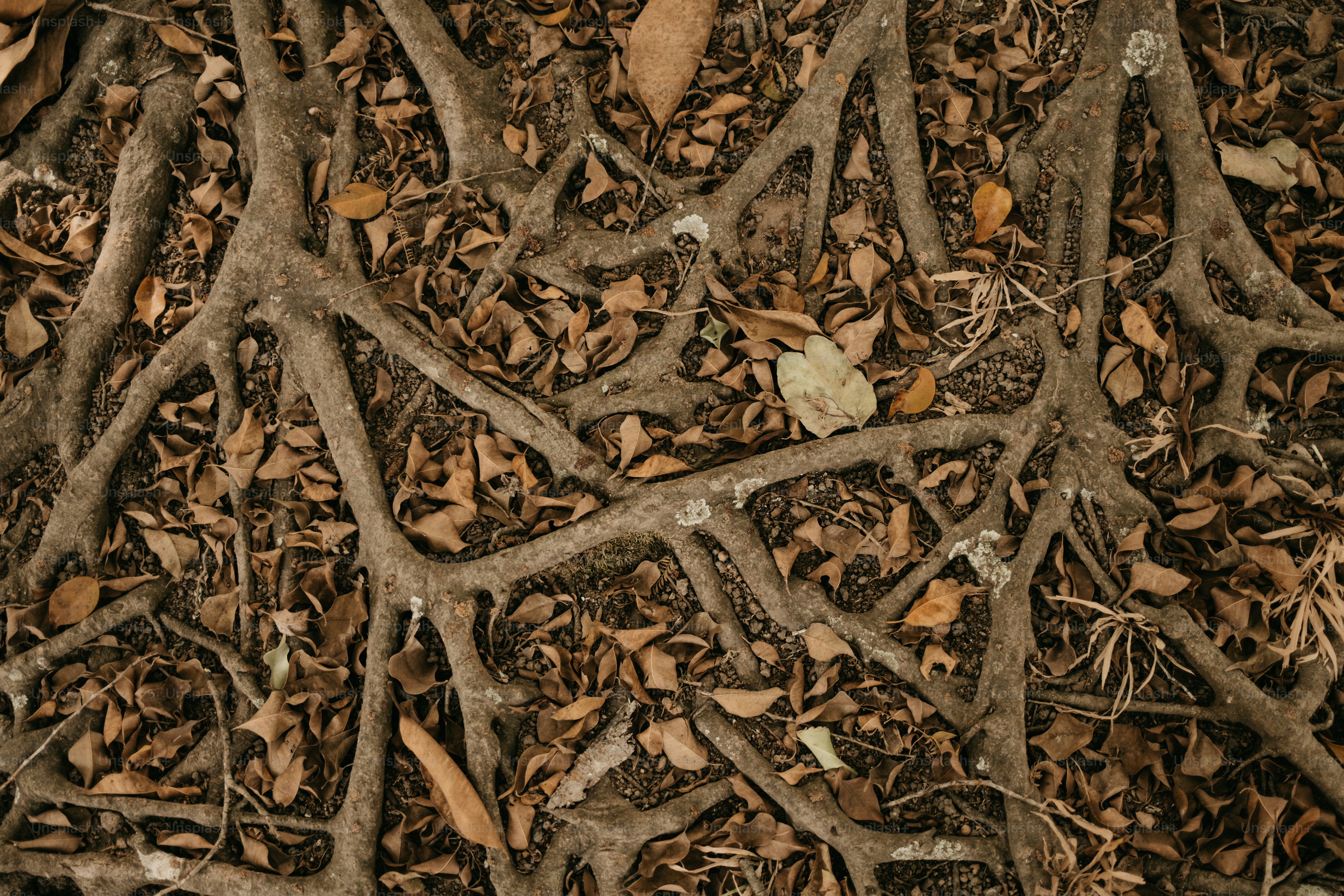 Tree roots and dry leaves cover the ground. photo – Life Image on Unsplash