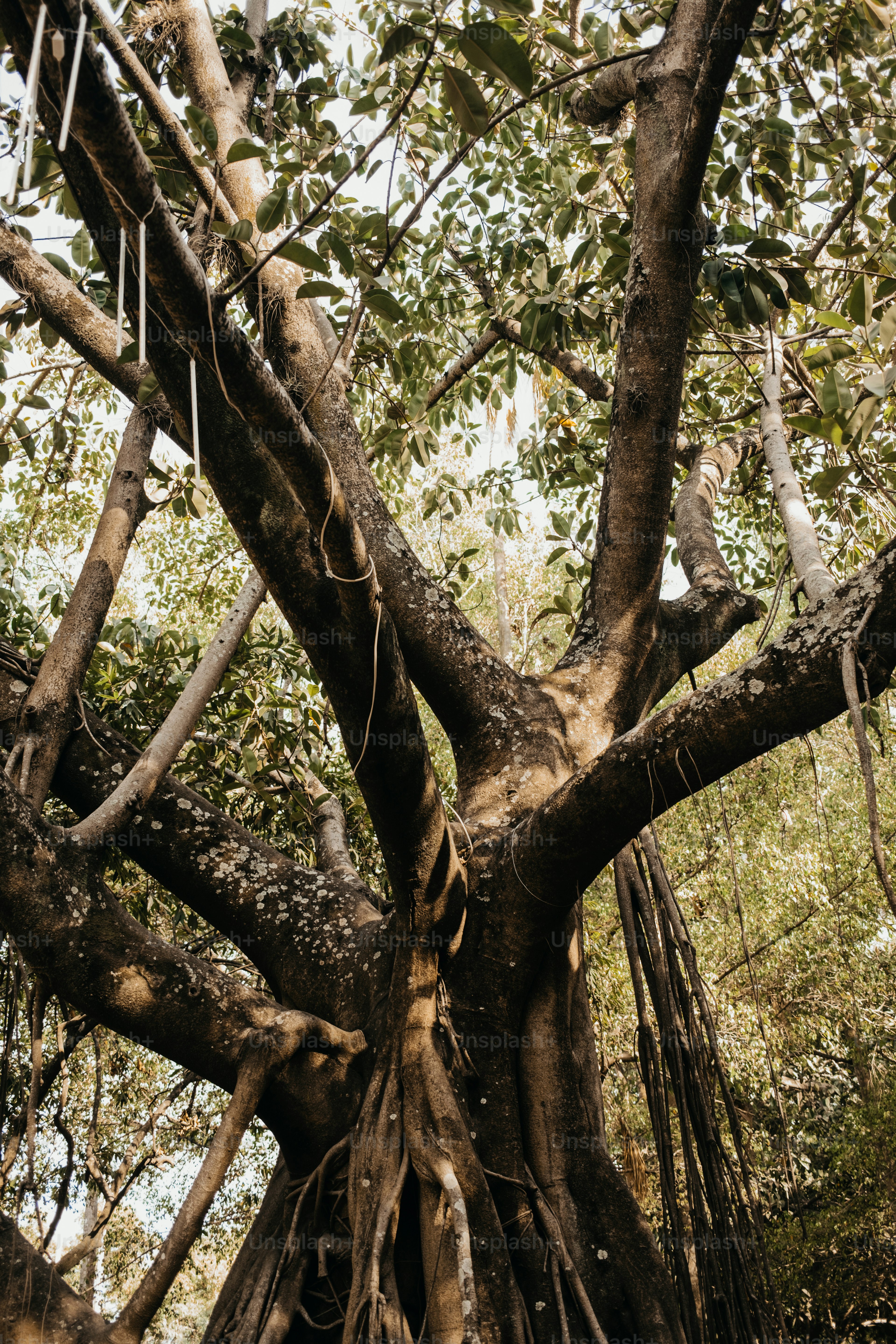 A tree with many exposed roots.