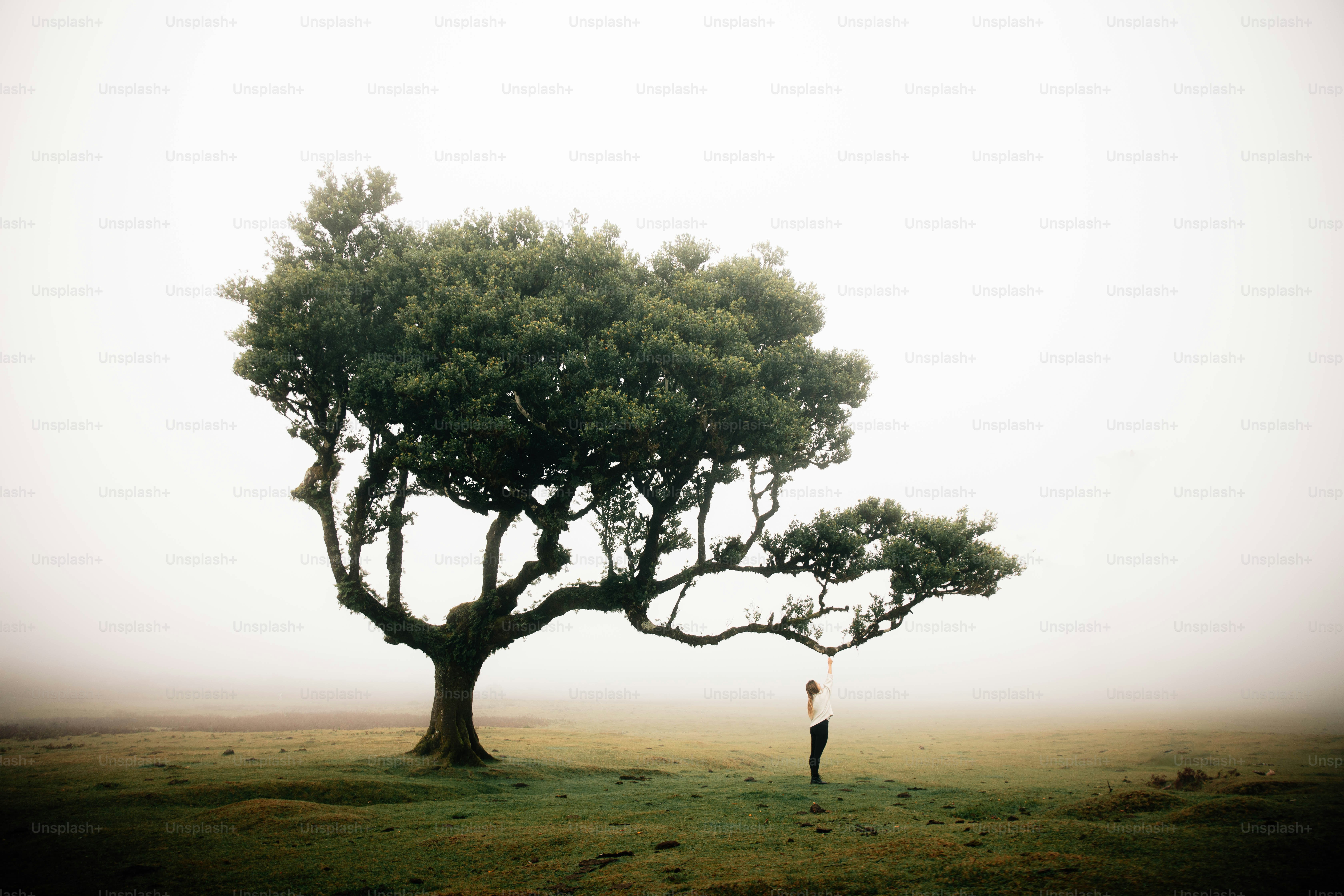A lone tree with a person in a foggy field.