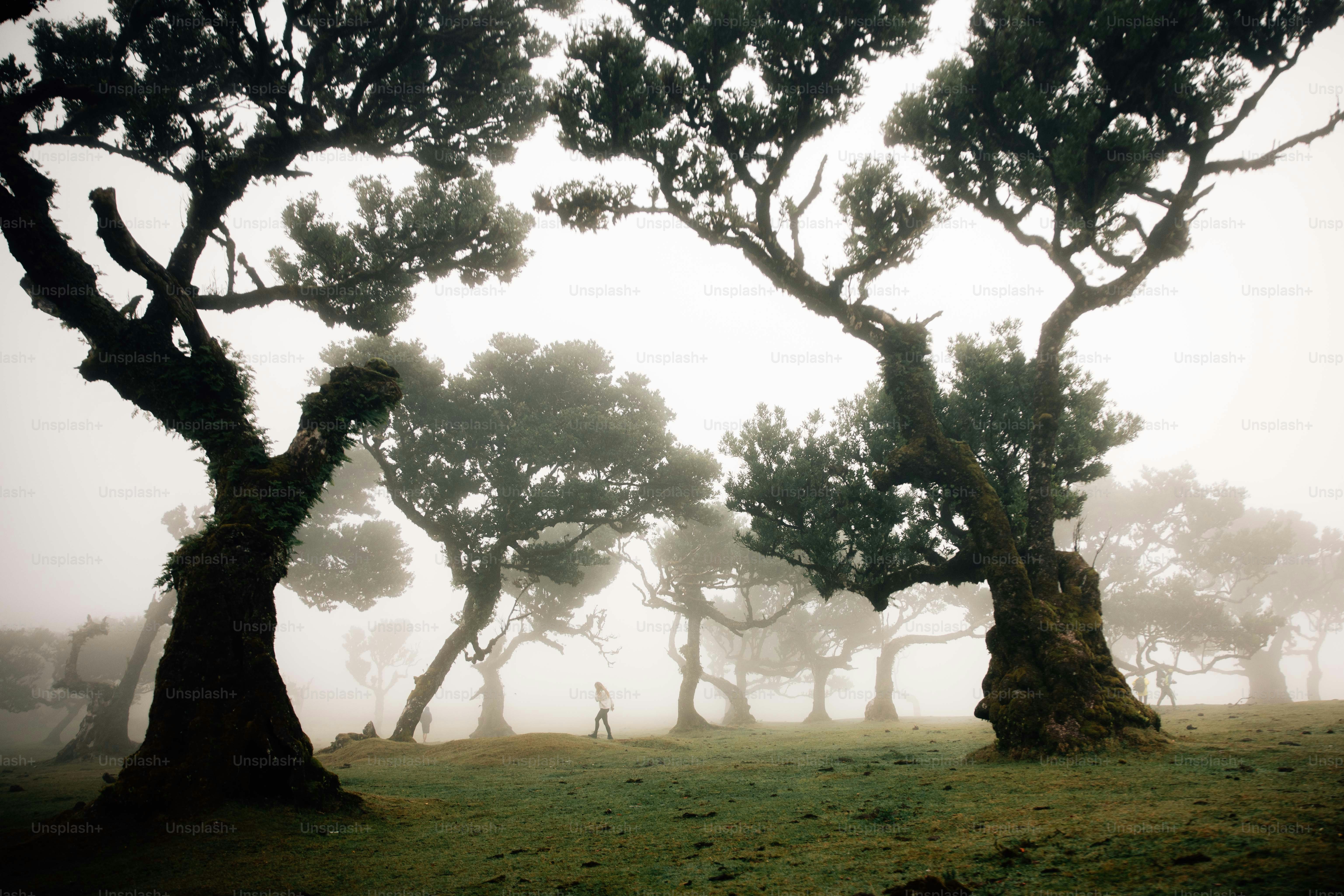 Mystical trees stand in a foggy forest.