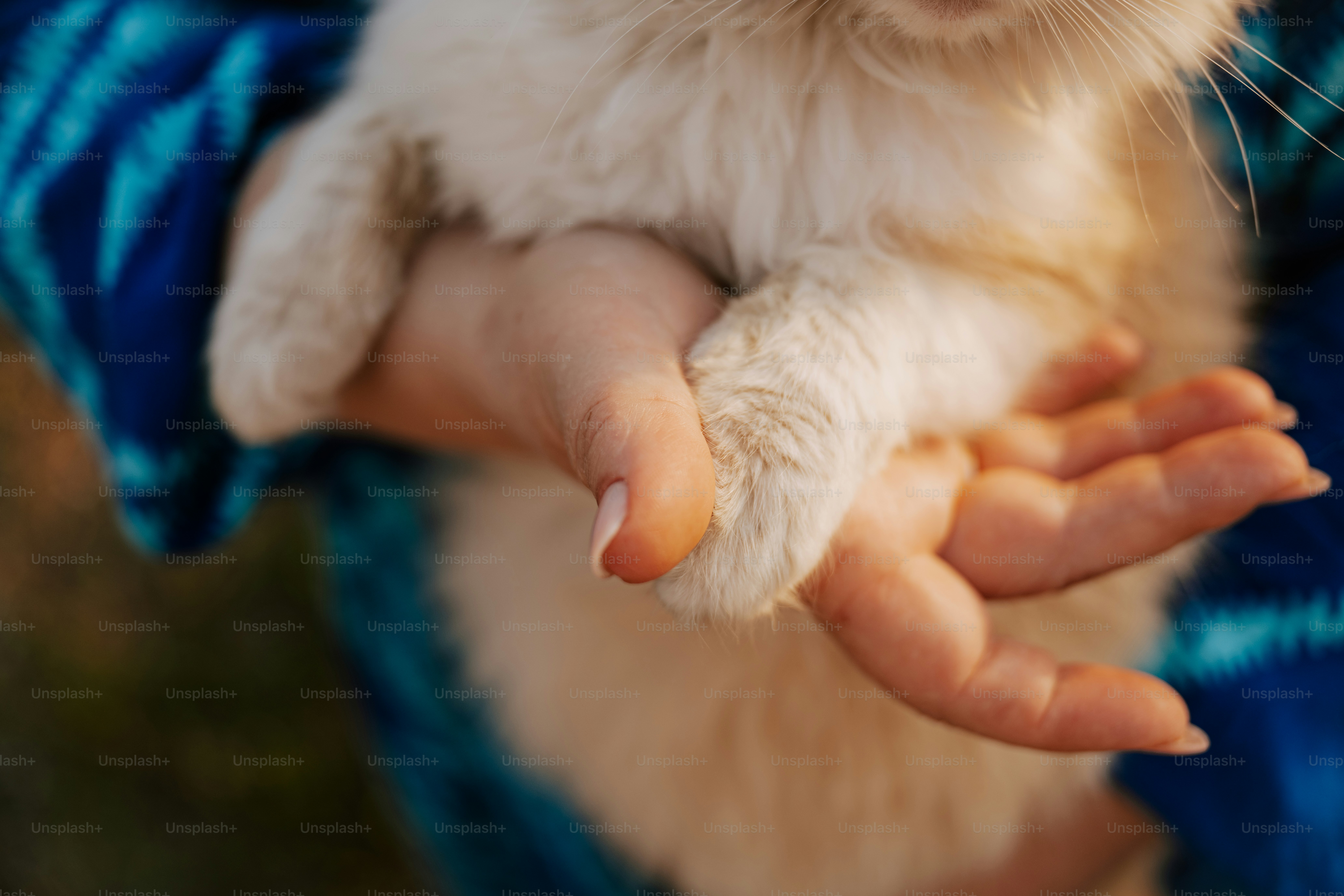Die Pfote einer Katze wird in den Händen eines Menschen gehalten.