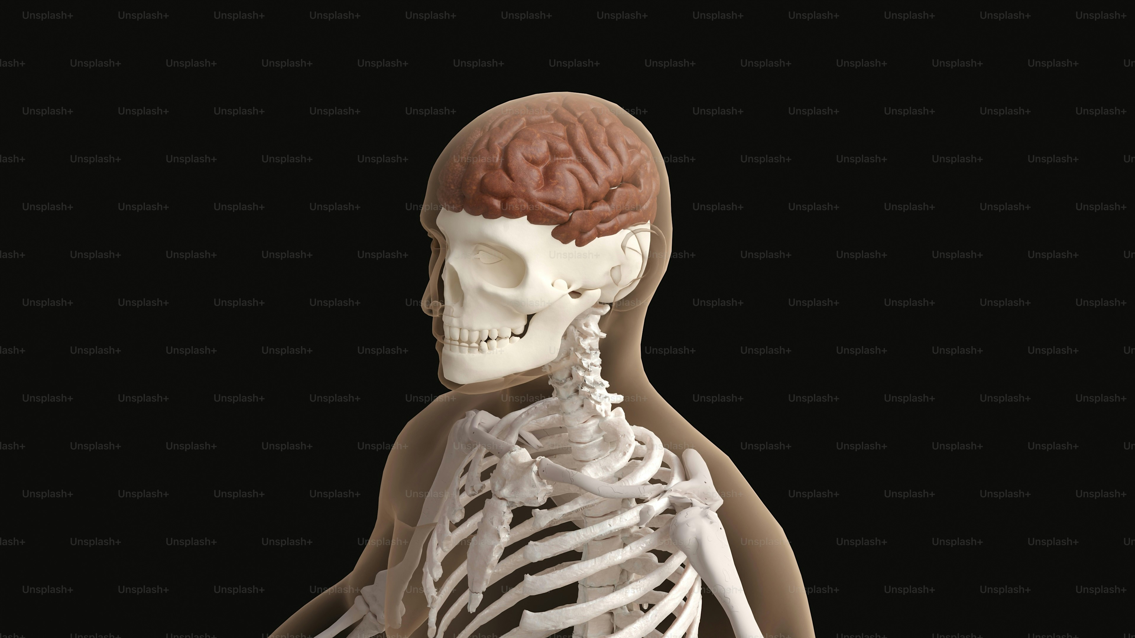 Anatomical view of the human brain and skeleton.