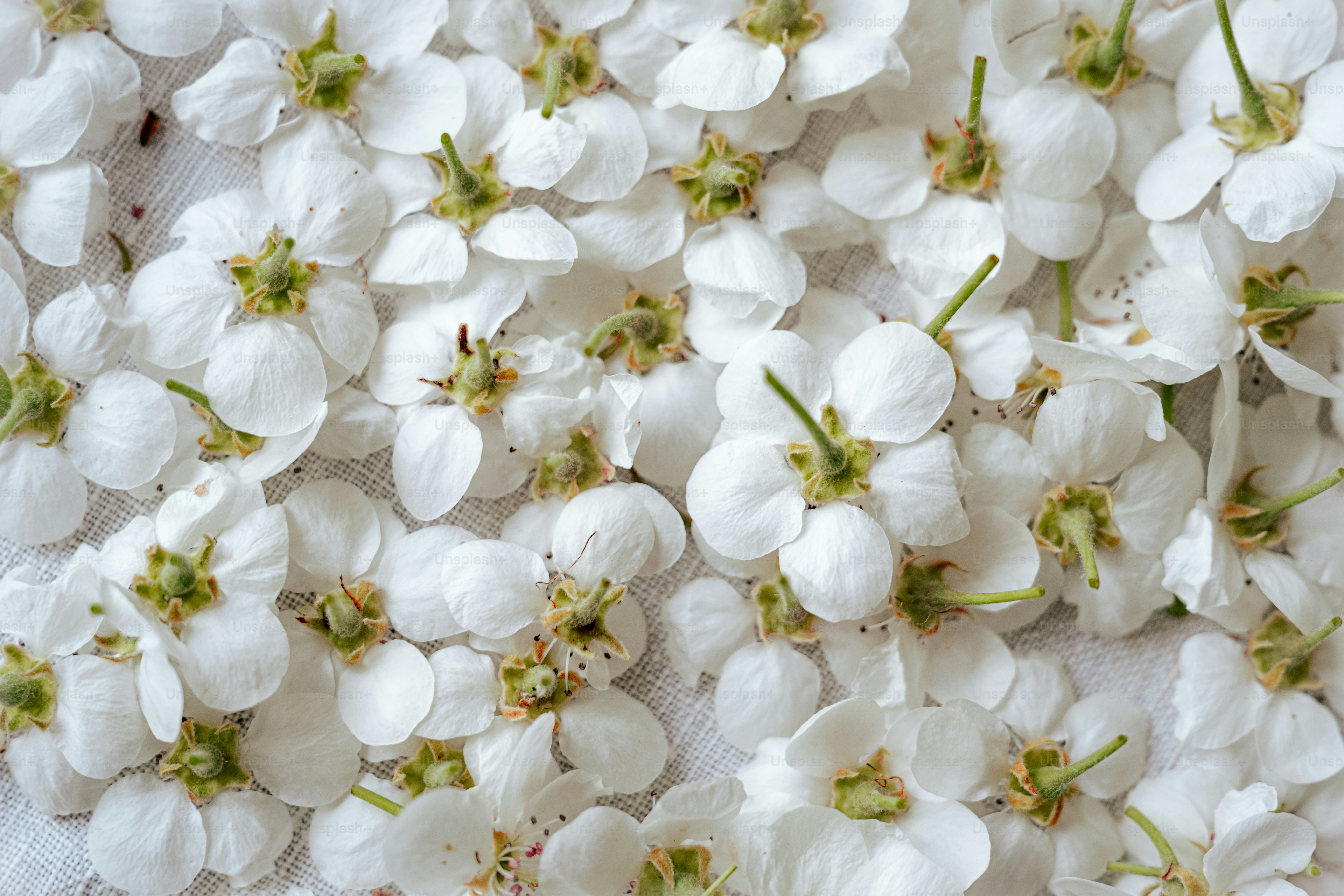 Weiße Blüten sind auf einer Fläche verstreut.