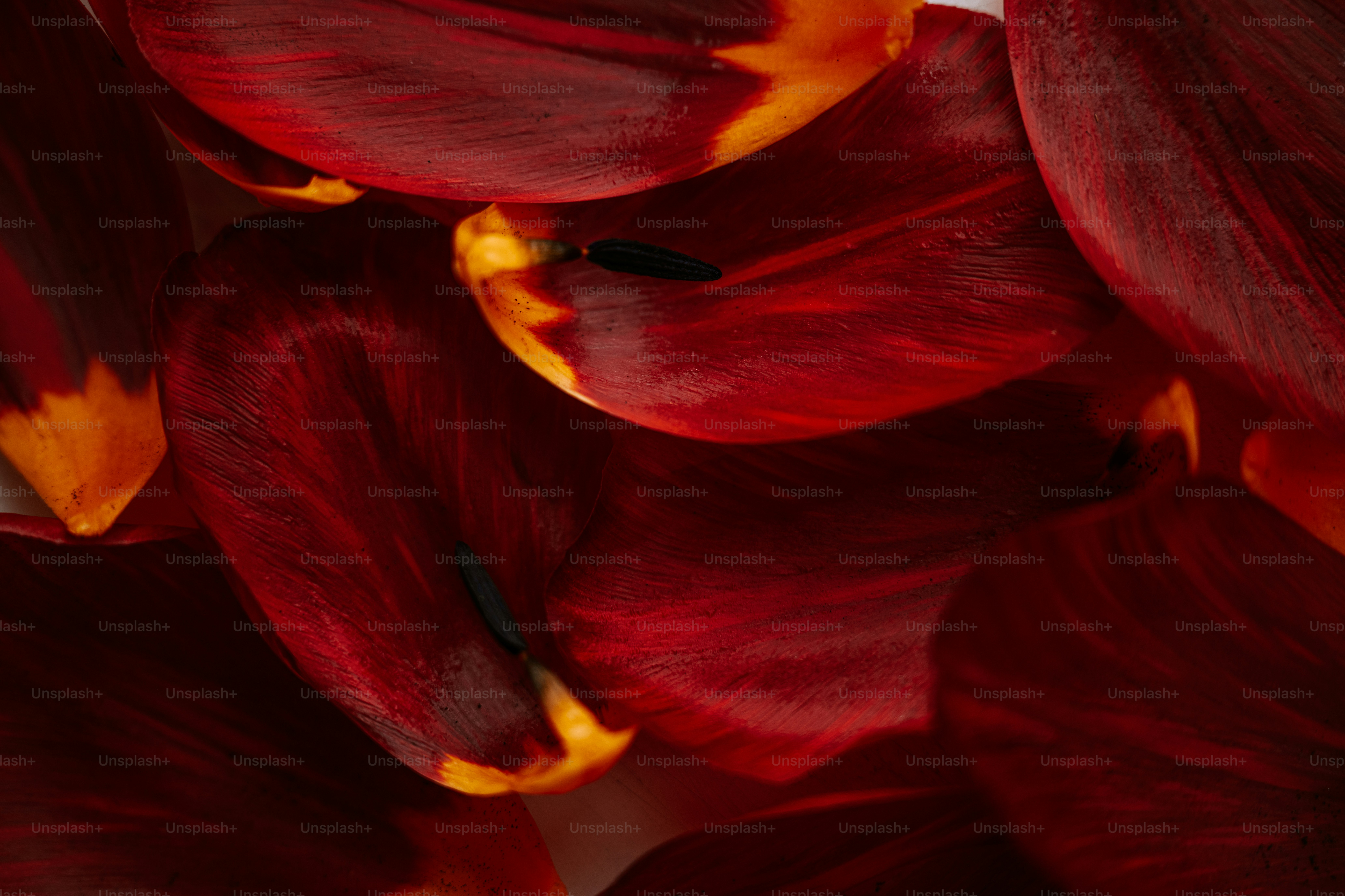 premium_photo-1745493677809-ecce0c0a85c8?ixid=M3wxMjA3fDB8MXxzZWFyY2h8MXx8JUQwJUJBJUQxJTgwJUQwJUIwJUQwJUJBJUQwJUI1JUQwJUJEJTIwYXBpJTIwcnVieXxlbnwwfHx8fDE3NDkwNjczMDZ8MA\u0026ixlib=rb-4.1.0