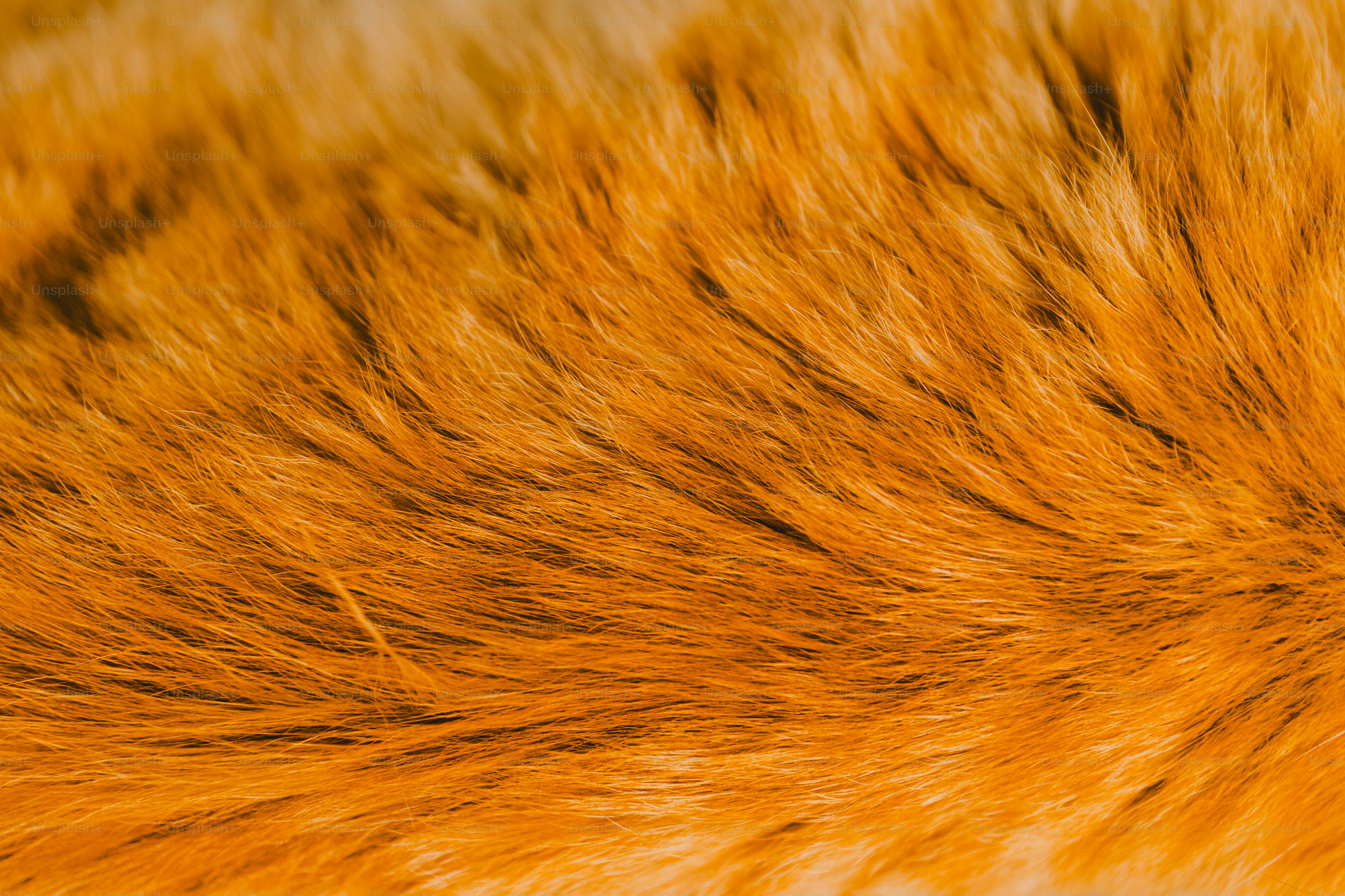 Close-up of orange fur, showing soft texture.