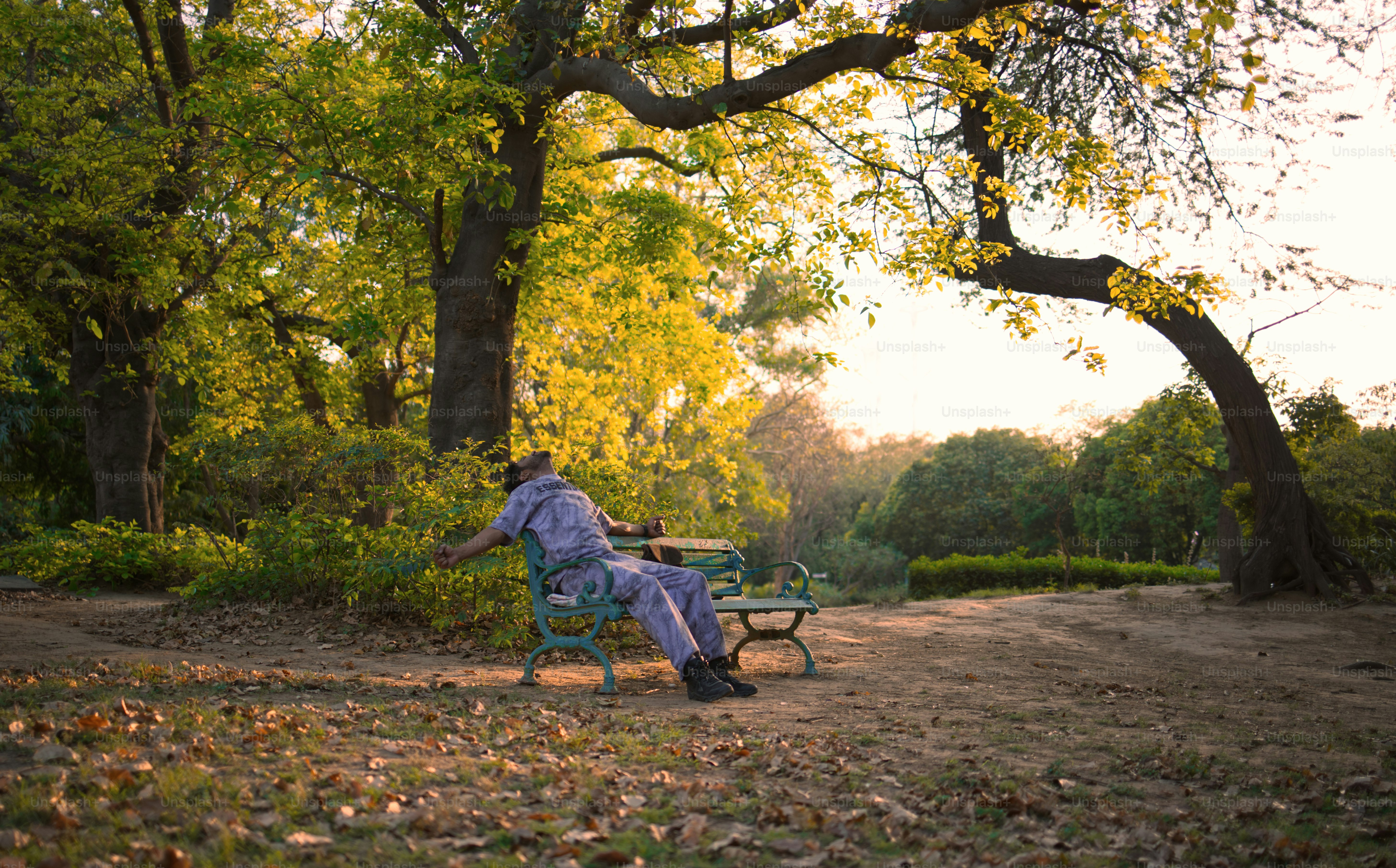 A person sits on a bench under a tree.