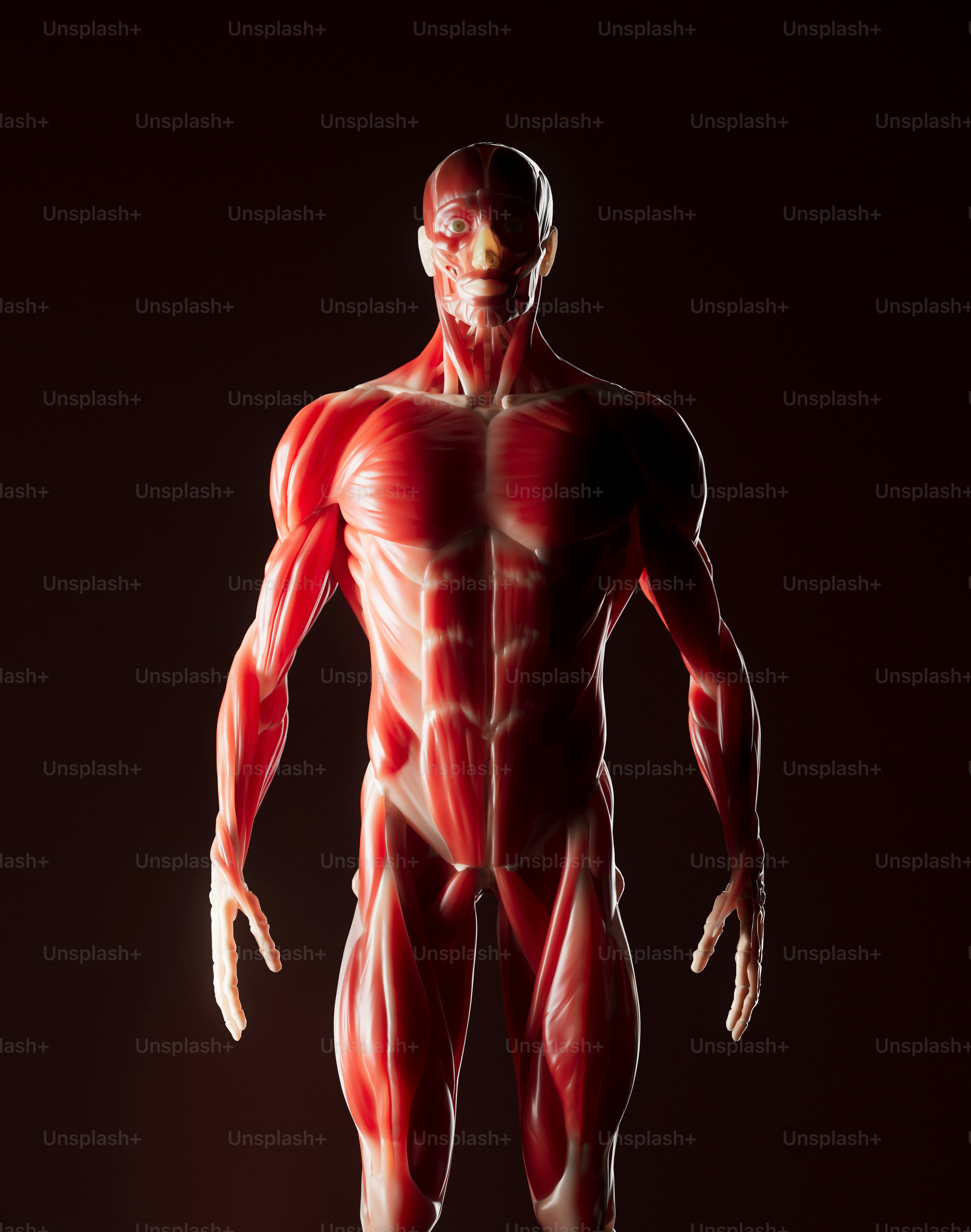 Ein muskuläres anatomisches Modell des menschlichen Körpers.