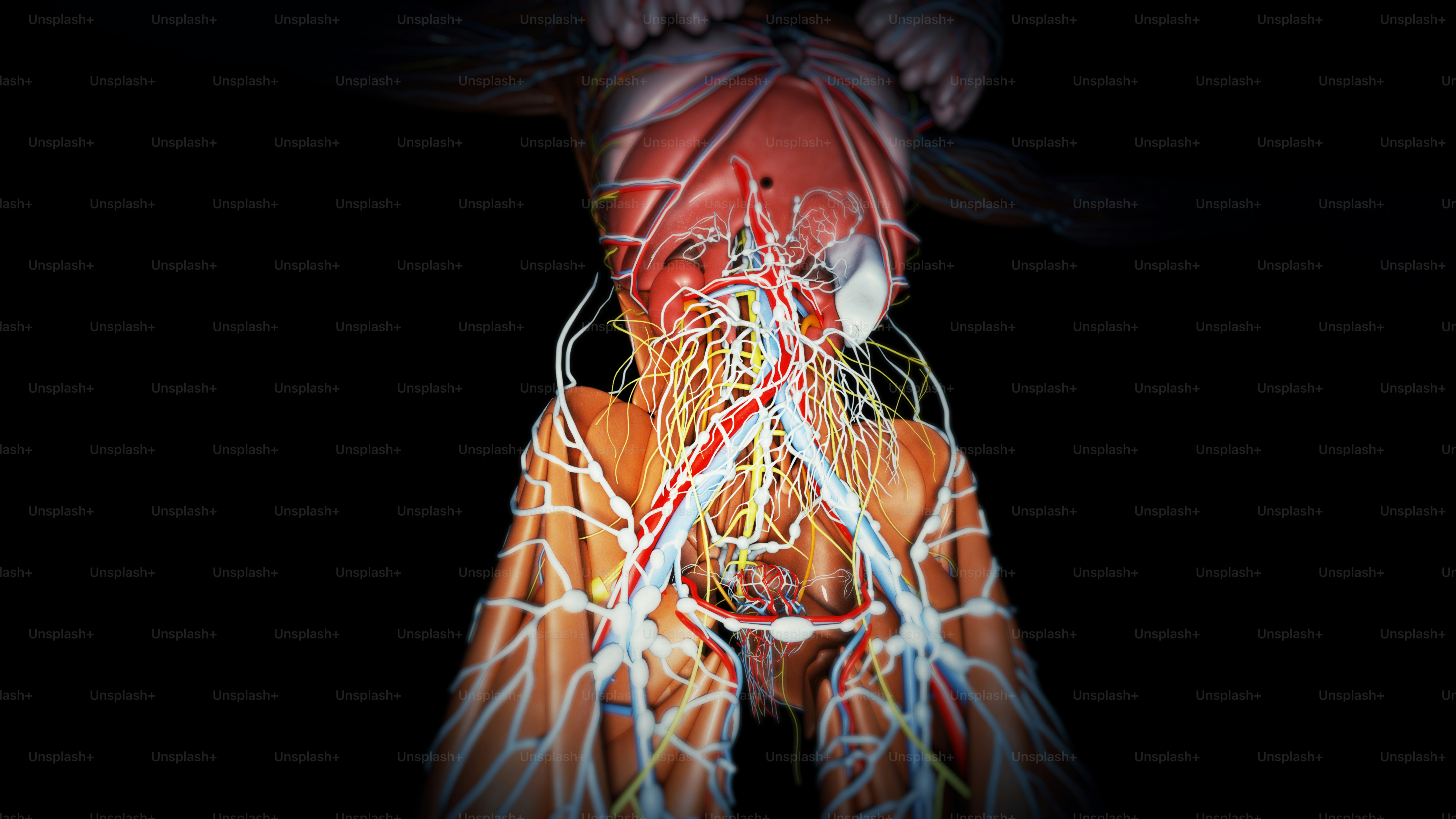 Anatomía del ser humano.