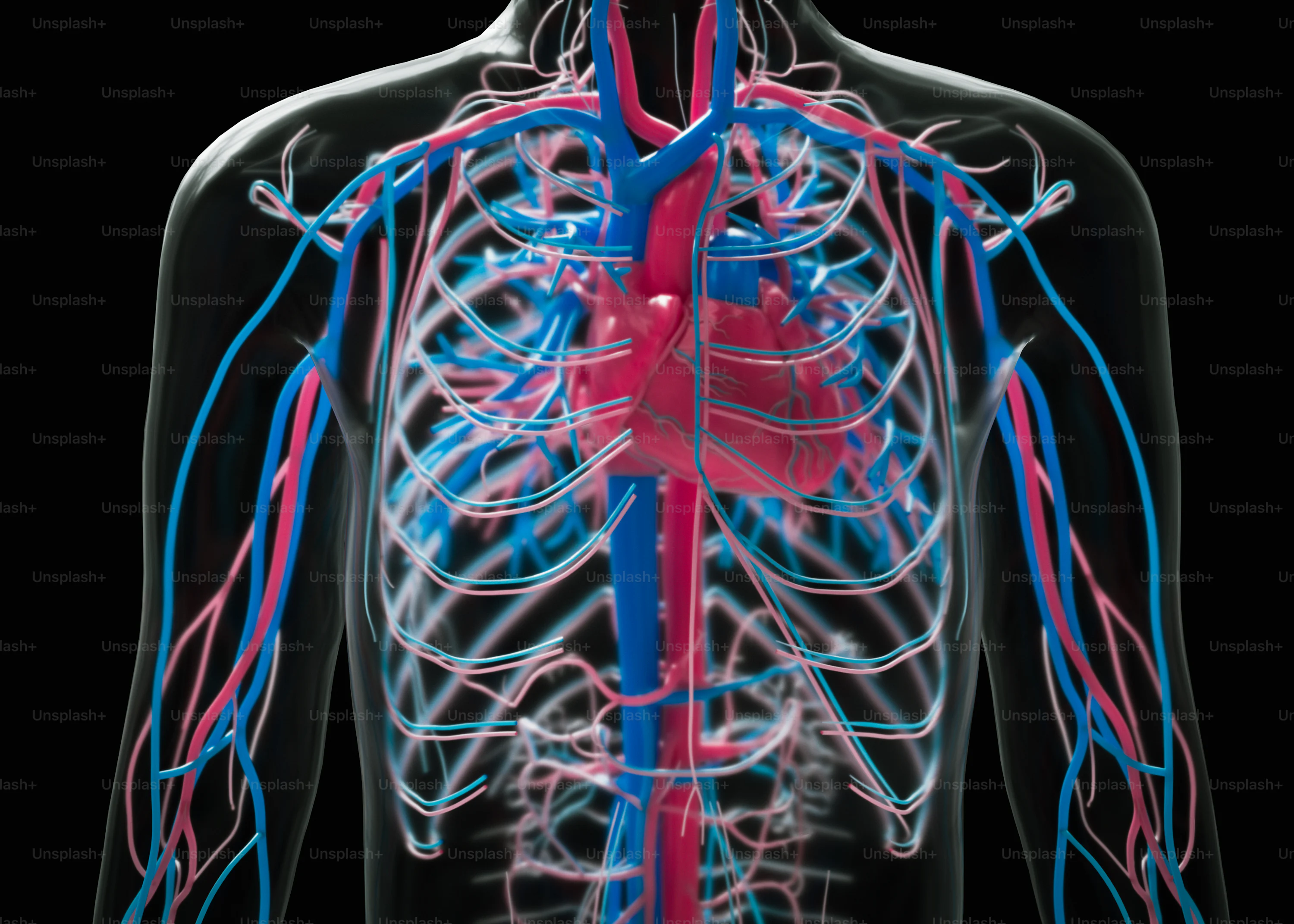 The human circulatory system visualized in detail.