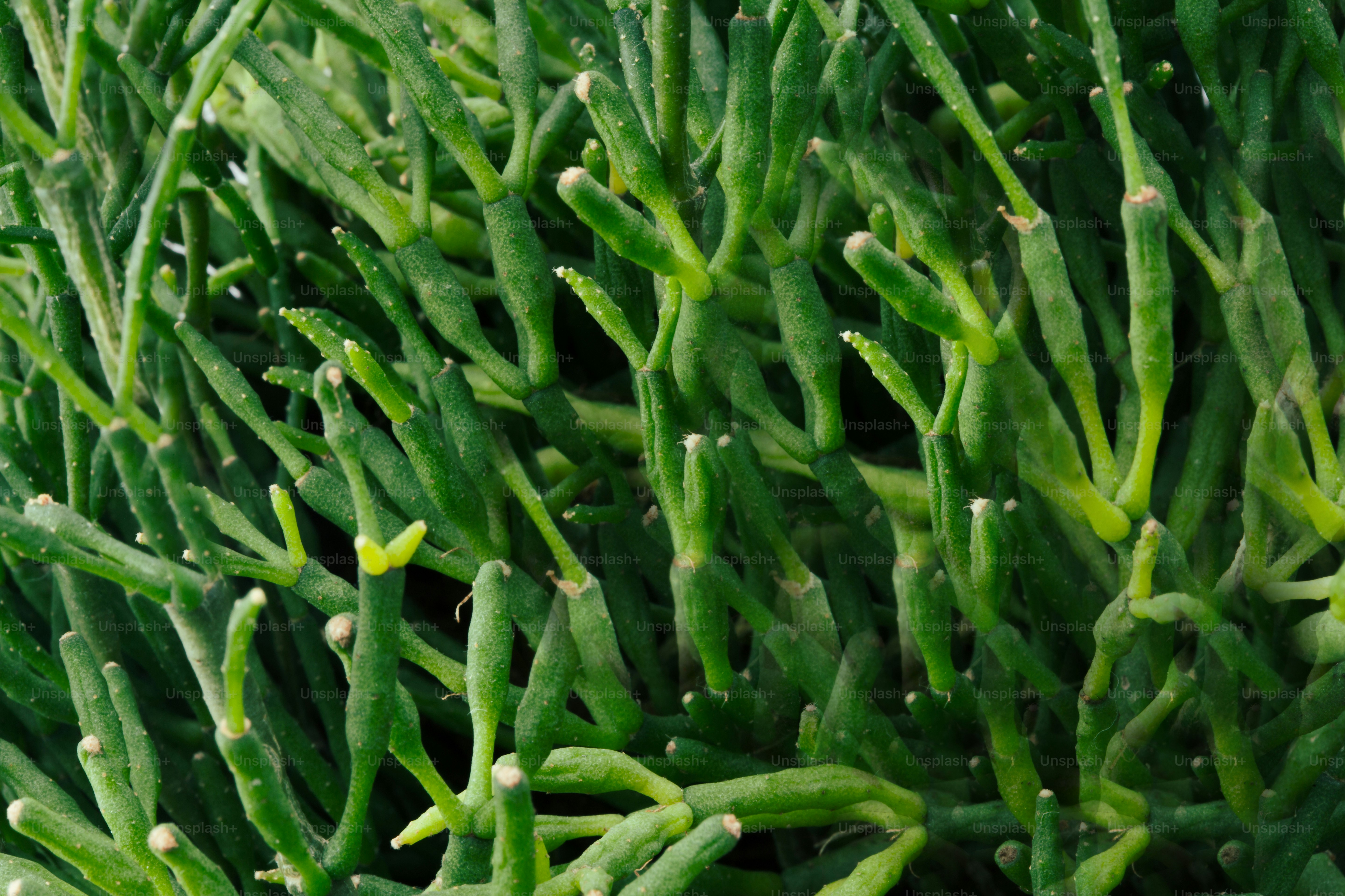 Planta verde de primer plano con tallos segmentados y delgados.