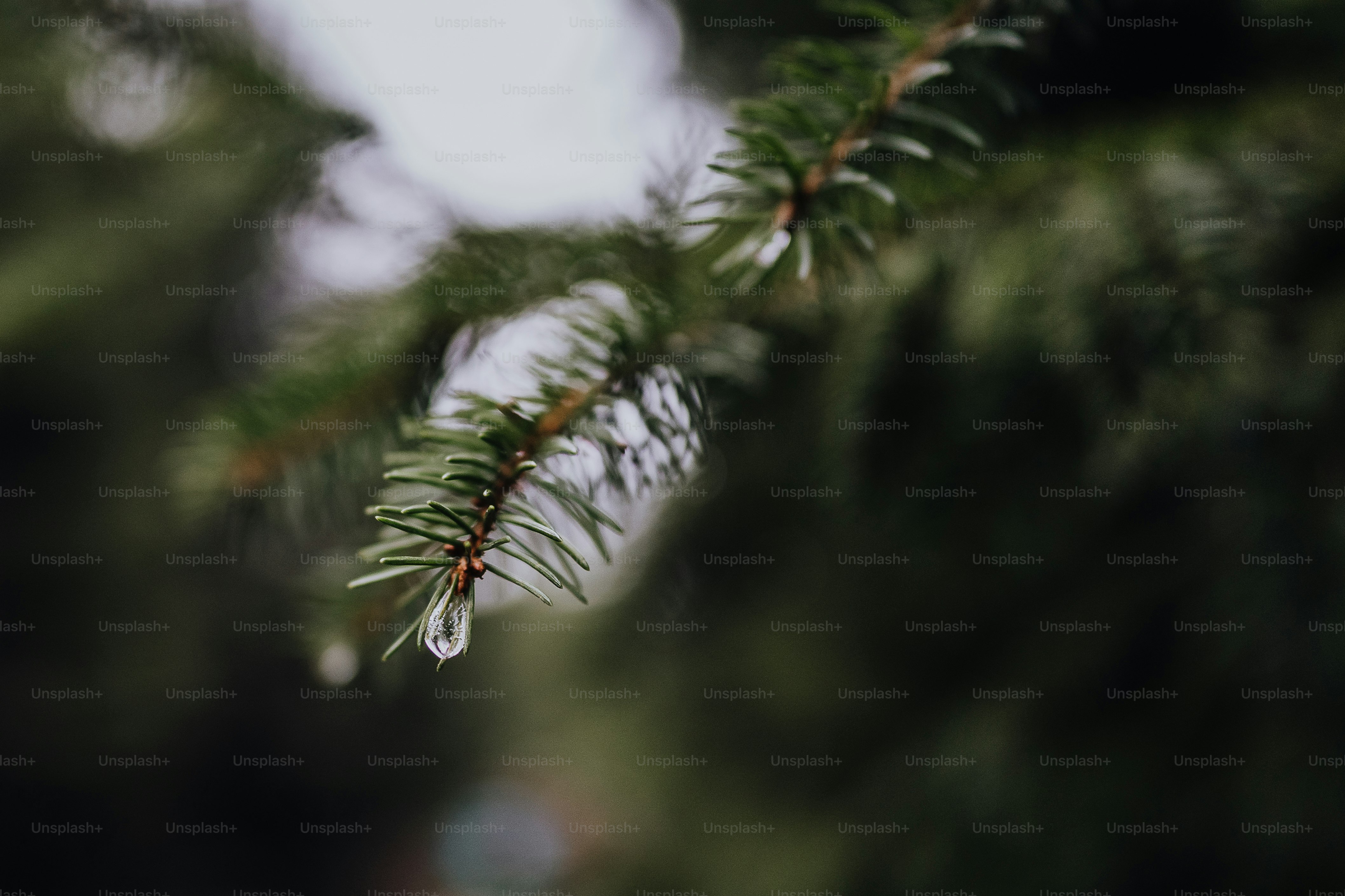 Here's a caption: a close-up view of pine tree needles.