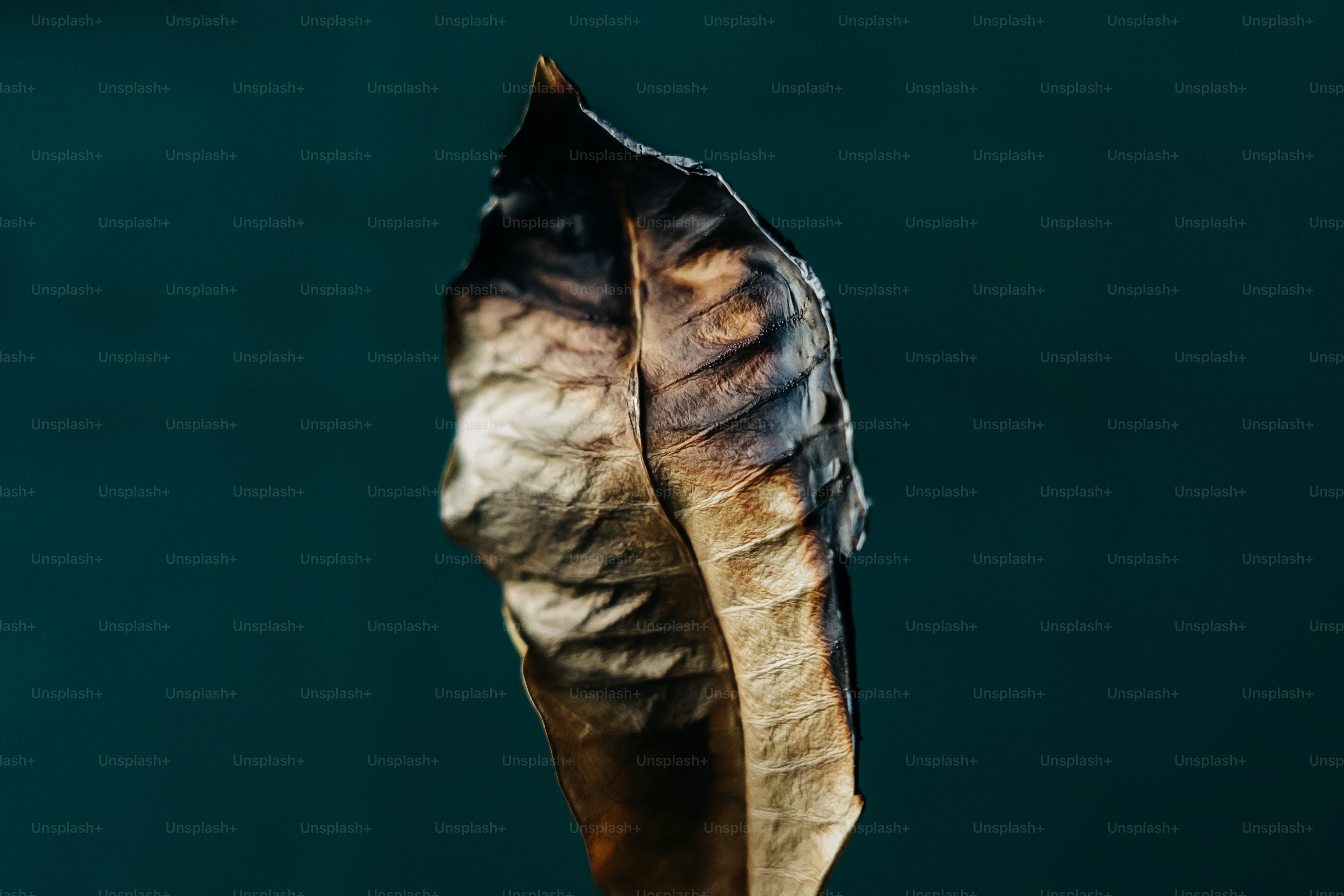 Une feuille fanée sur un fond bleu sarcelle sombre.