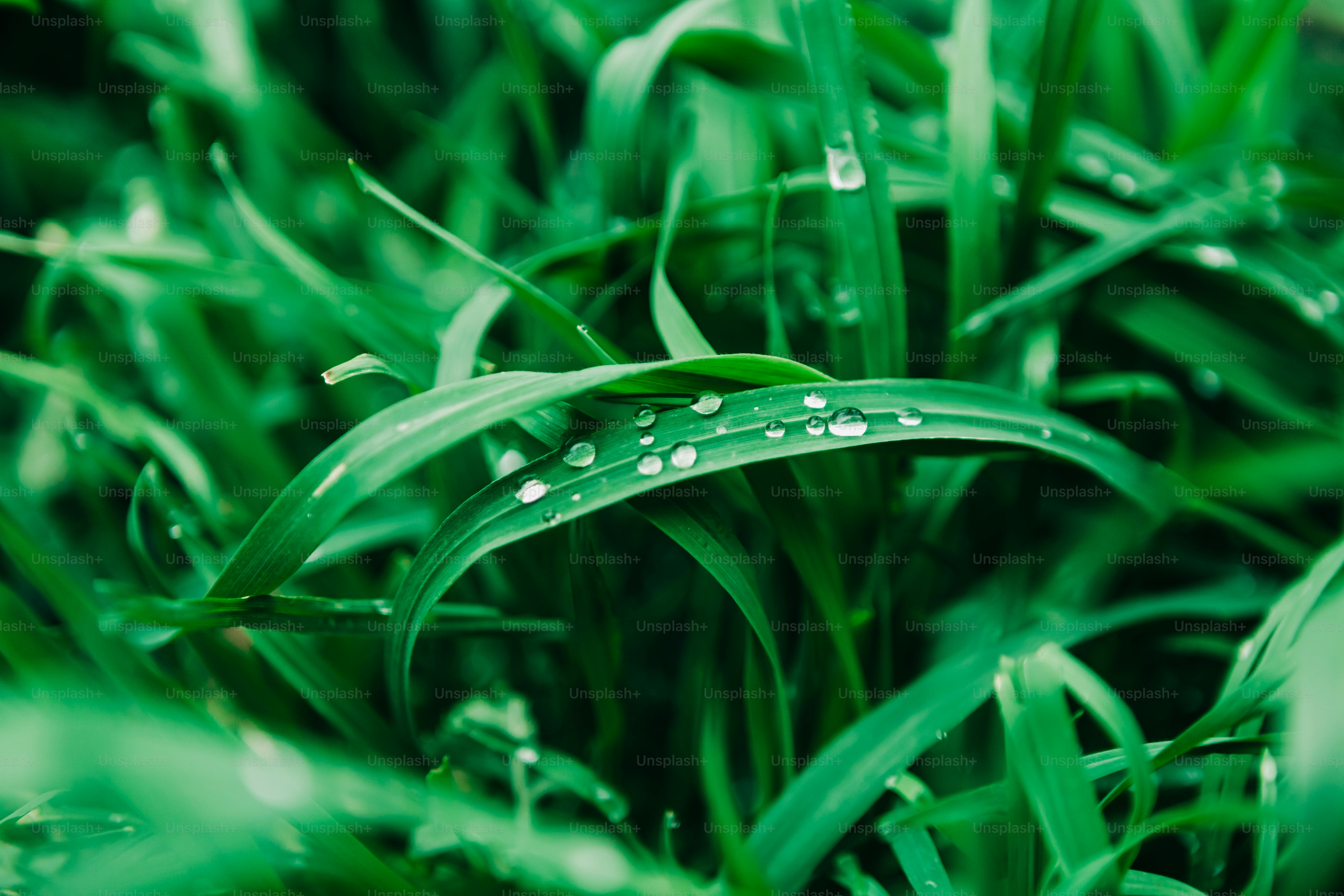 Dewdrops glisten on vibrant green grass blades.