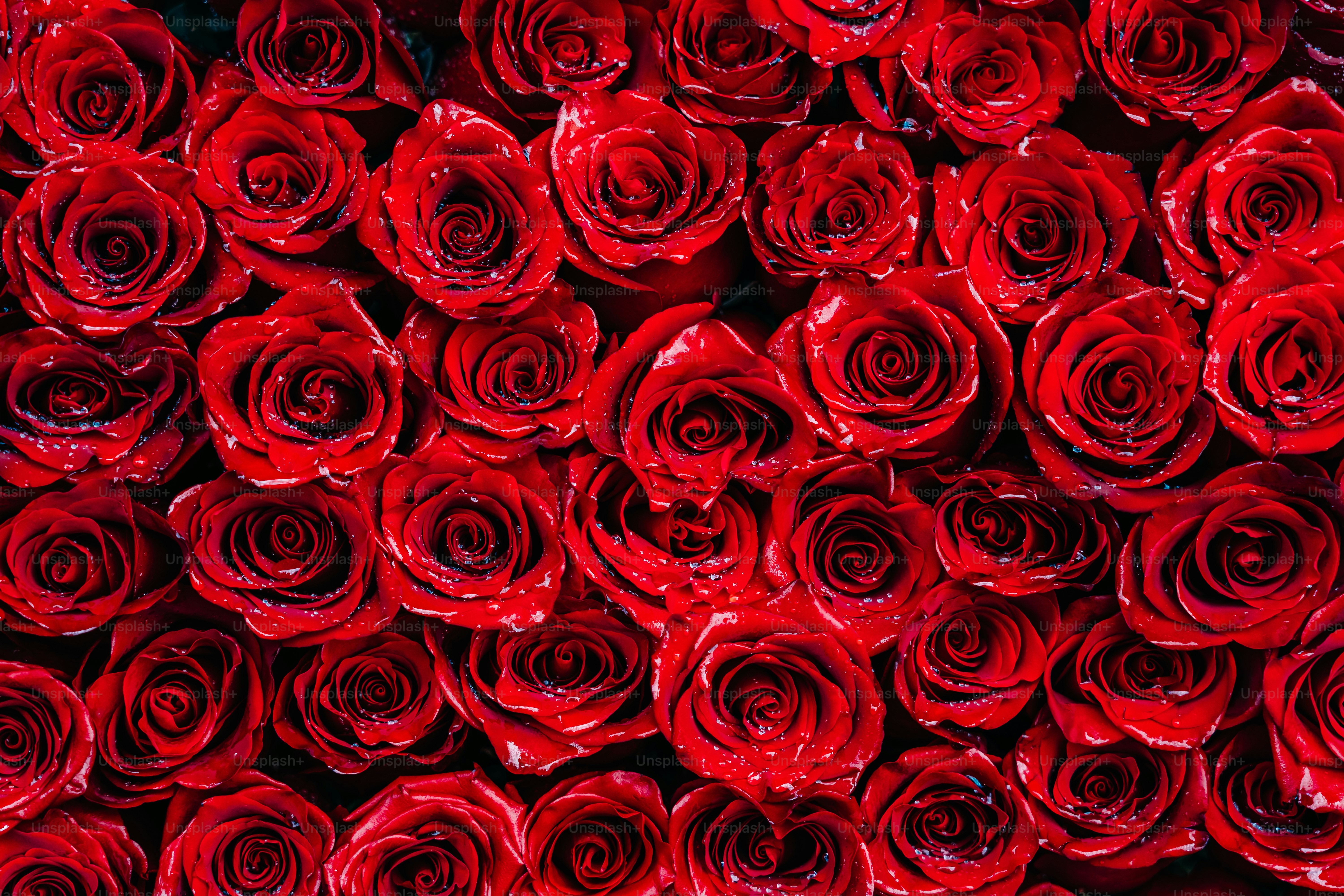 Imágenes de Fondo De Pantalla De Rosas Rojas | Descarga imágenes gratuitas  en Unsplash, image size:3000x2000